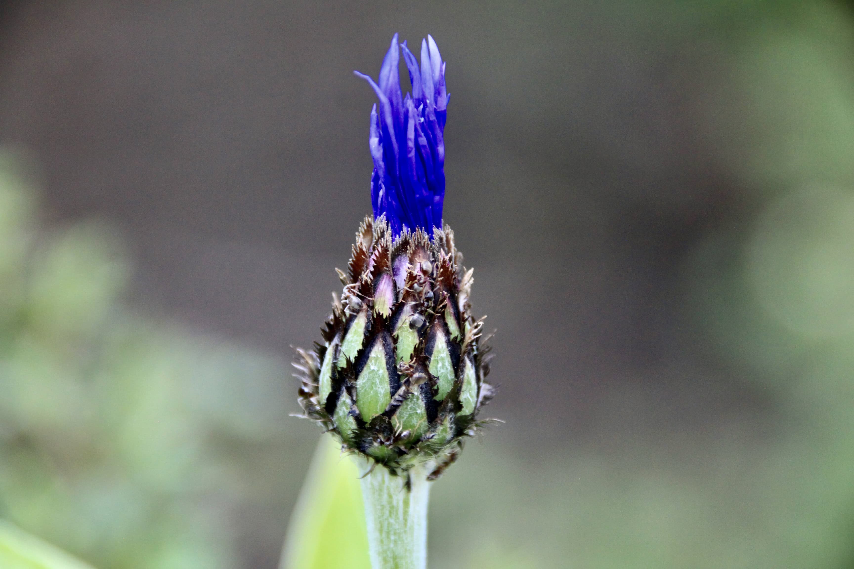 Centaurea — FOTD Mar 20