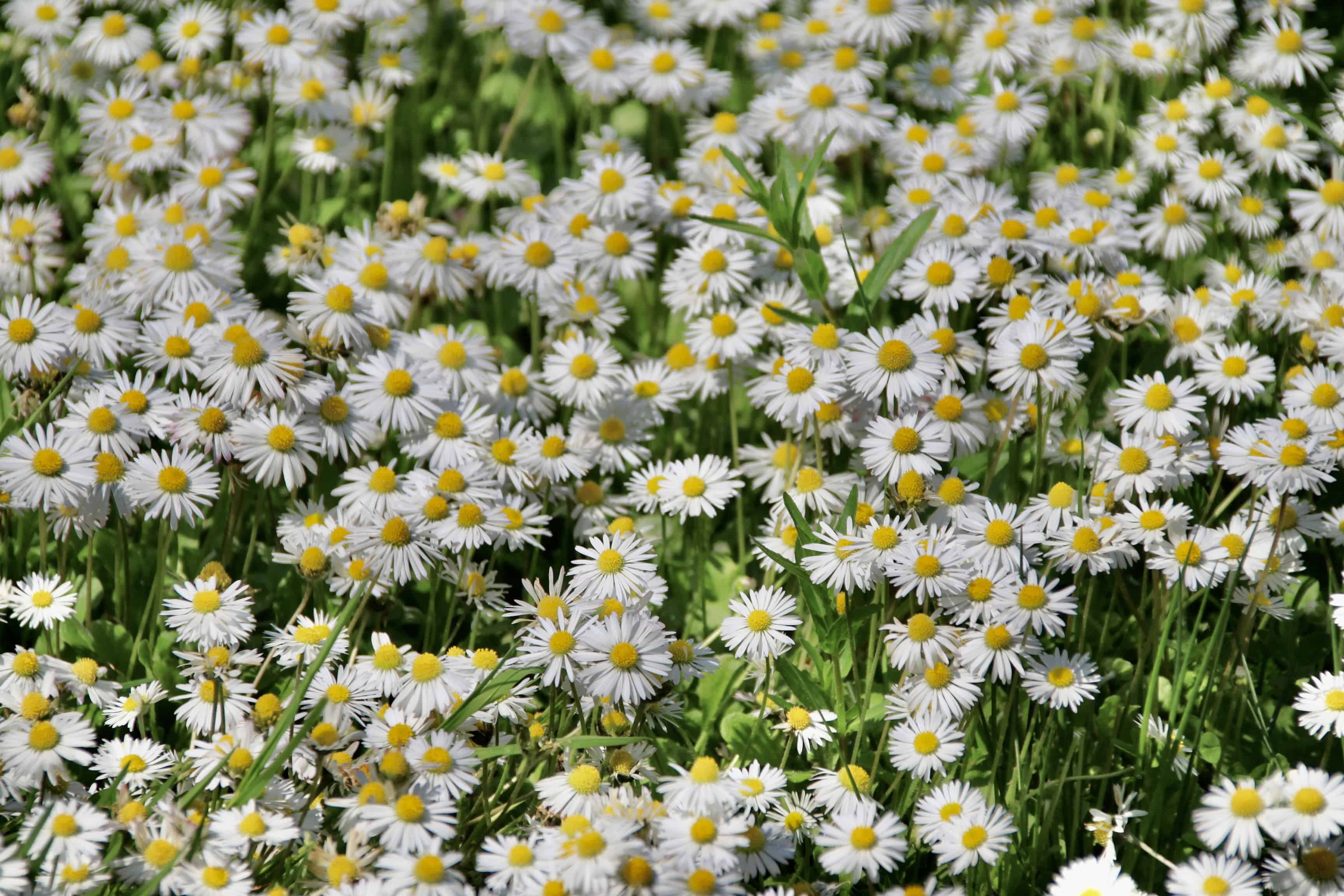 Daisies — FOTD Mar 21