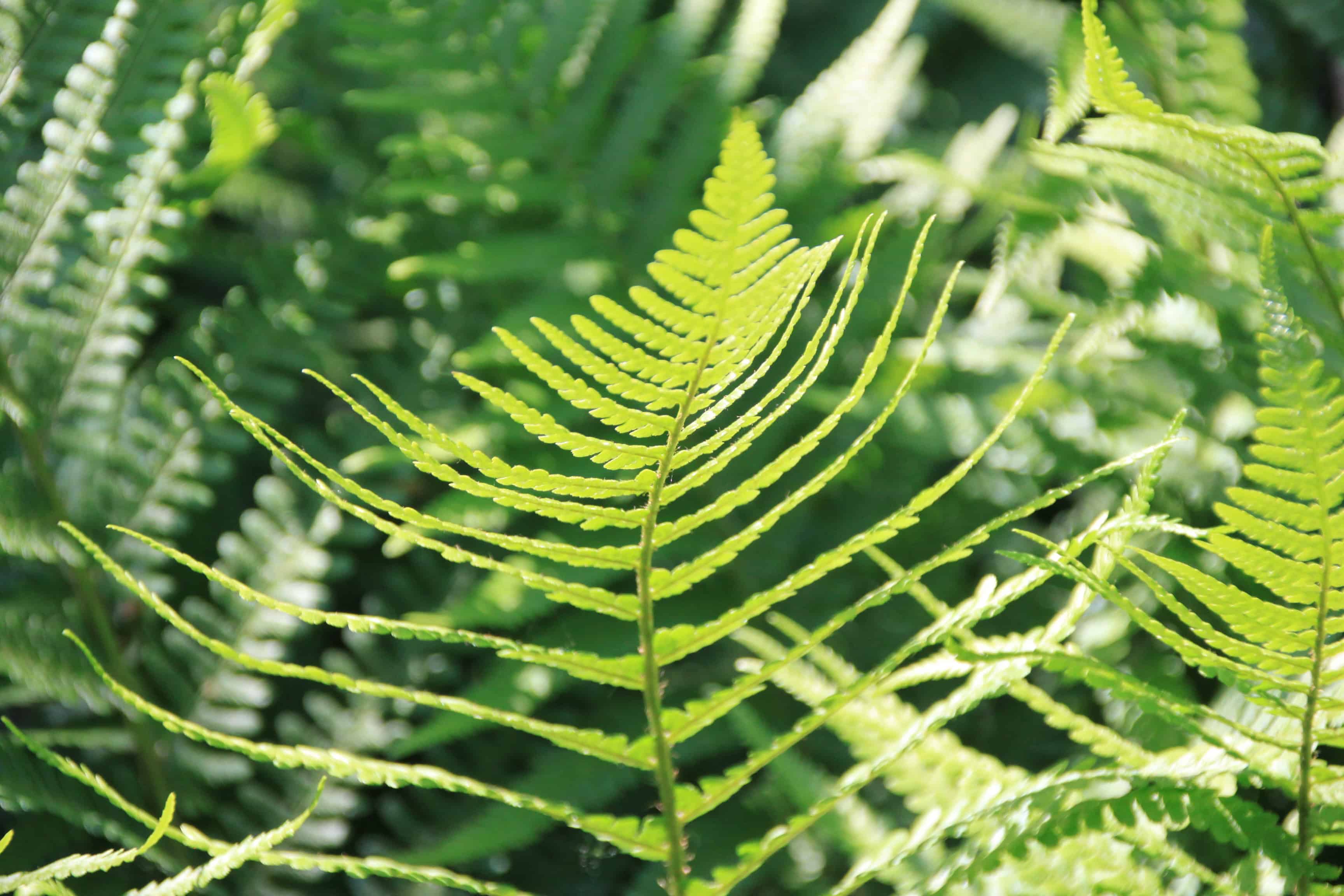 Ferns — FOTD Mar 24