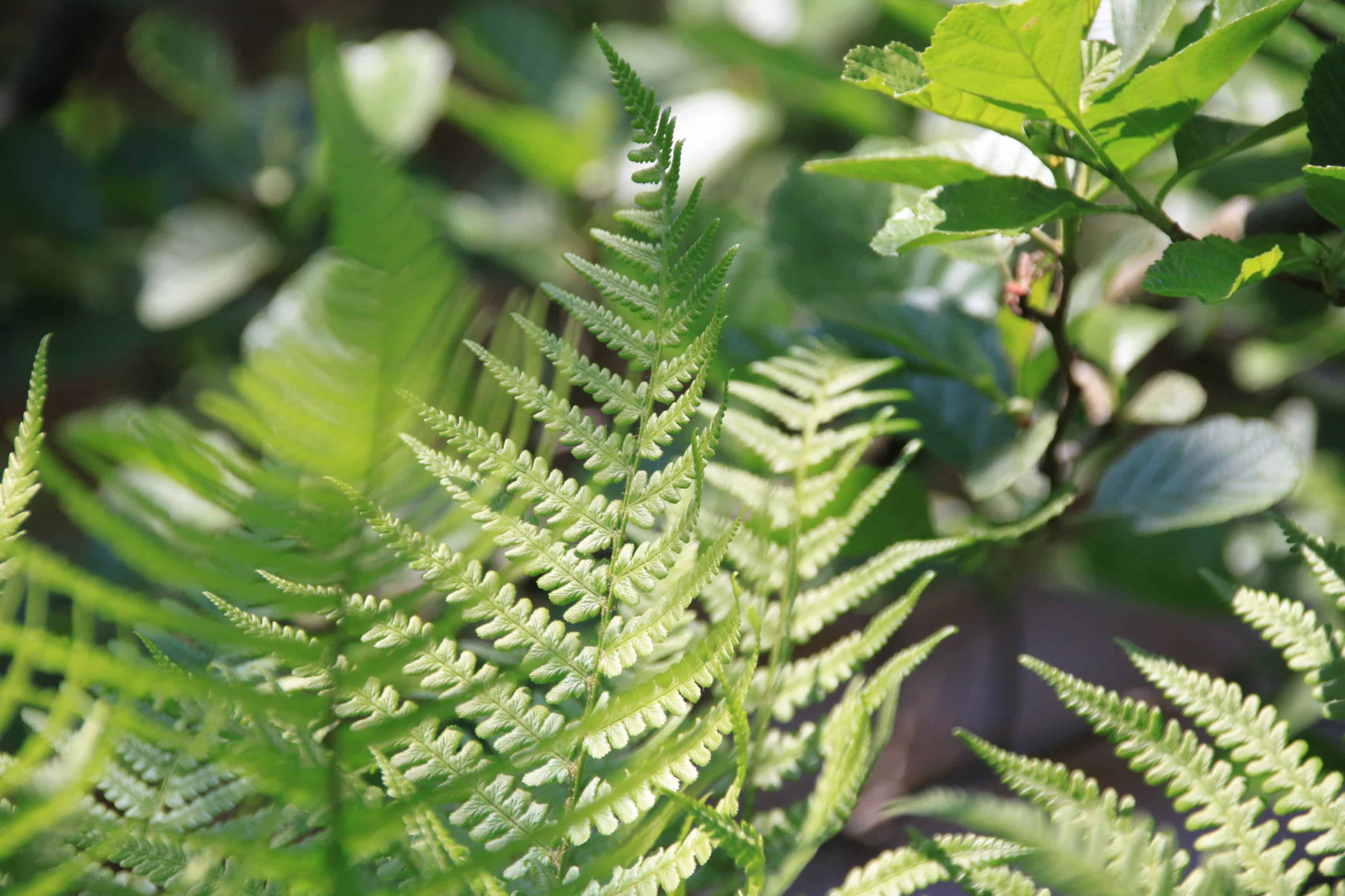 Ferns — FOTD Mar 25