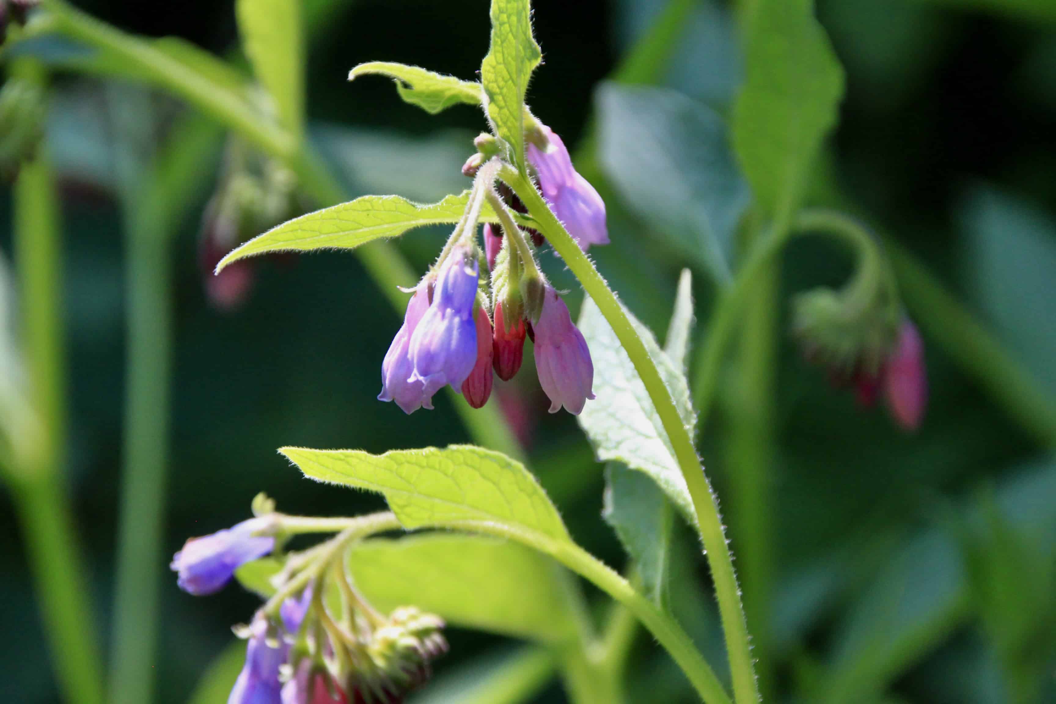 Symphytum Asperum — FOTD Mar 27