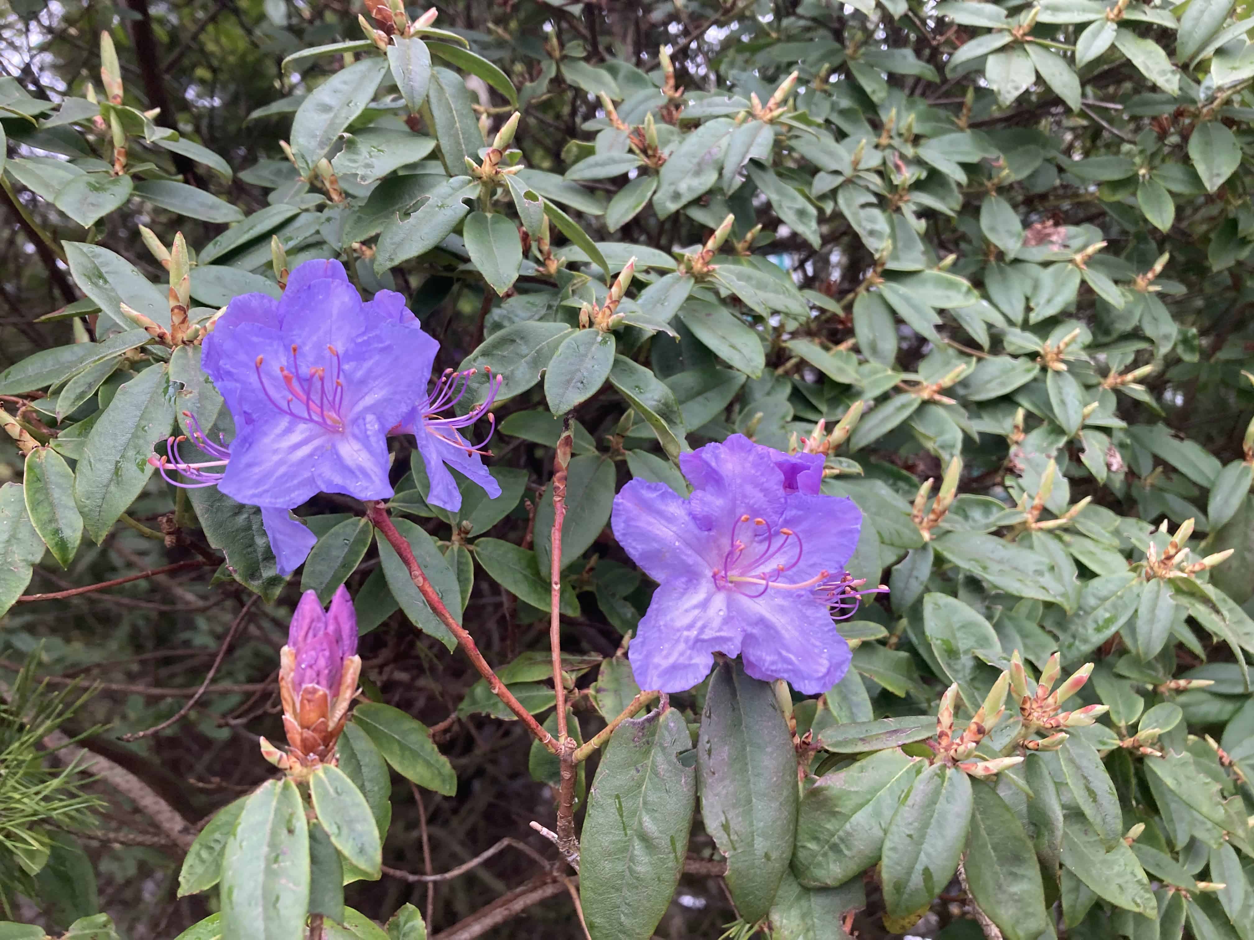 Purple Rhodie — FOTD Jun 30