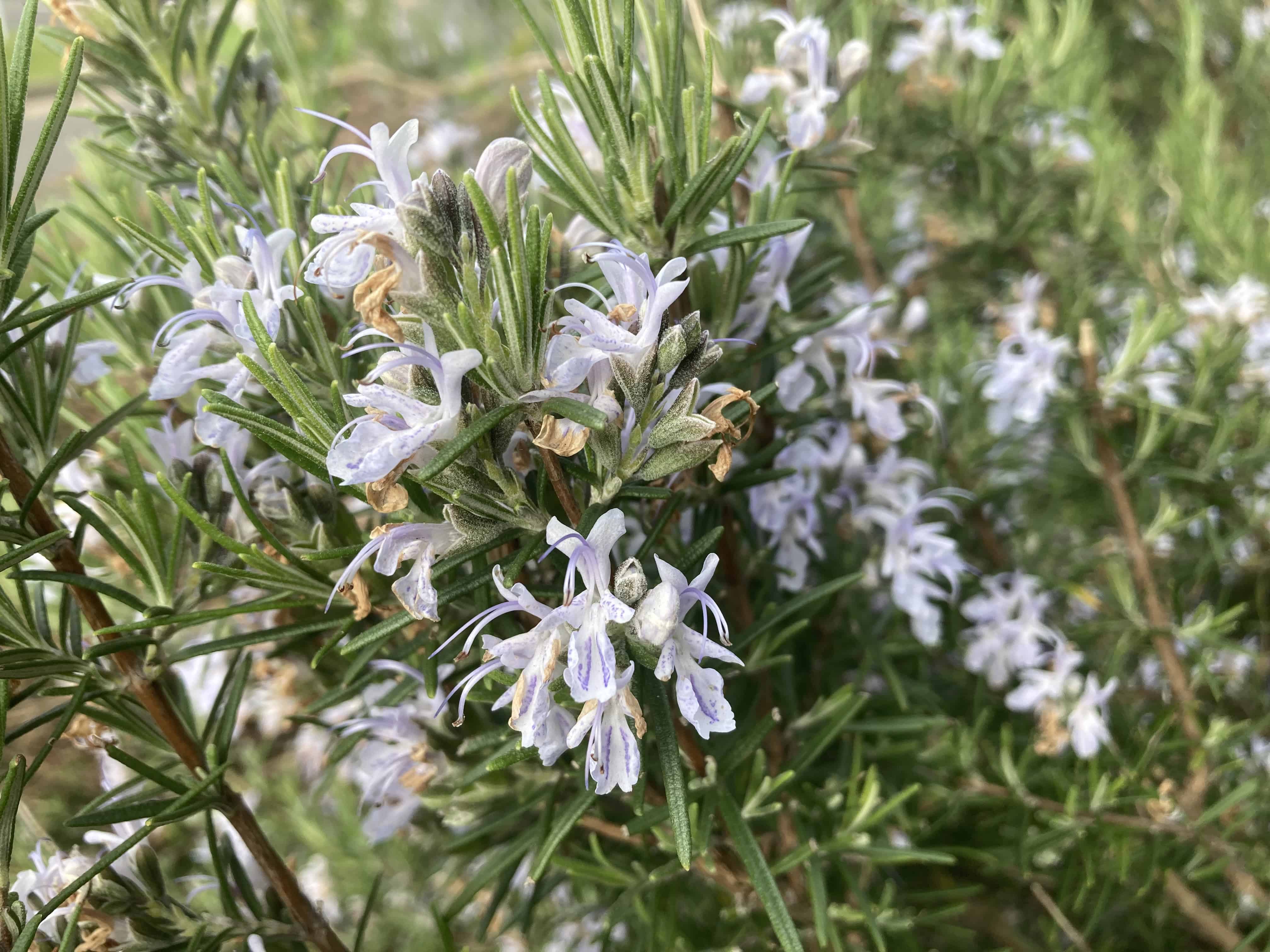 Rosemary — FOTD Jun 28