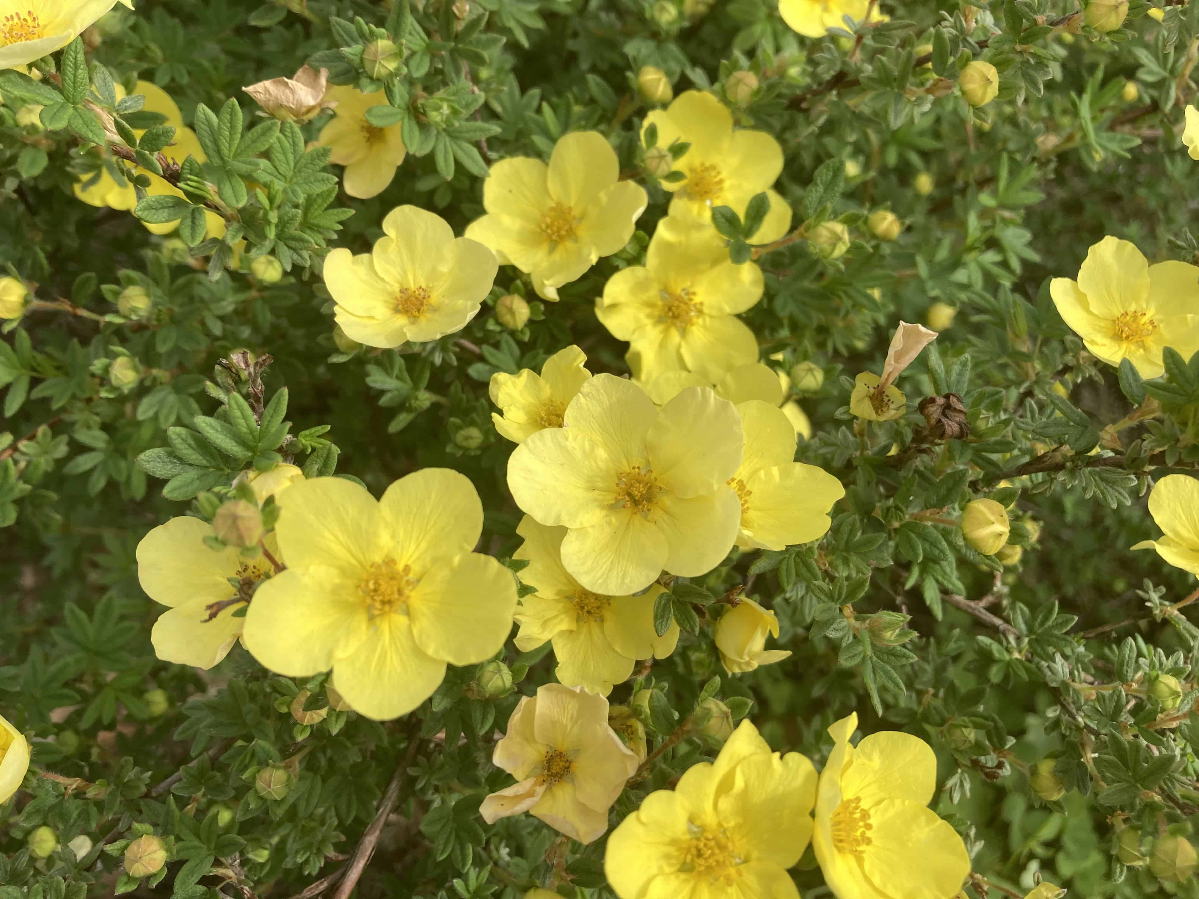 Shrubby Cinquefoil — FOTD Jun 27