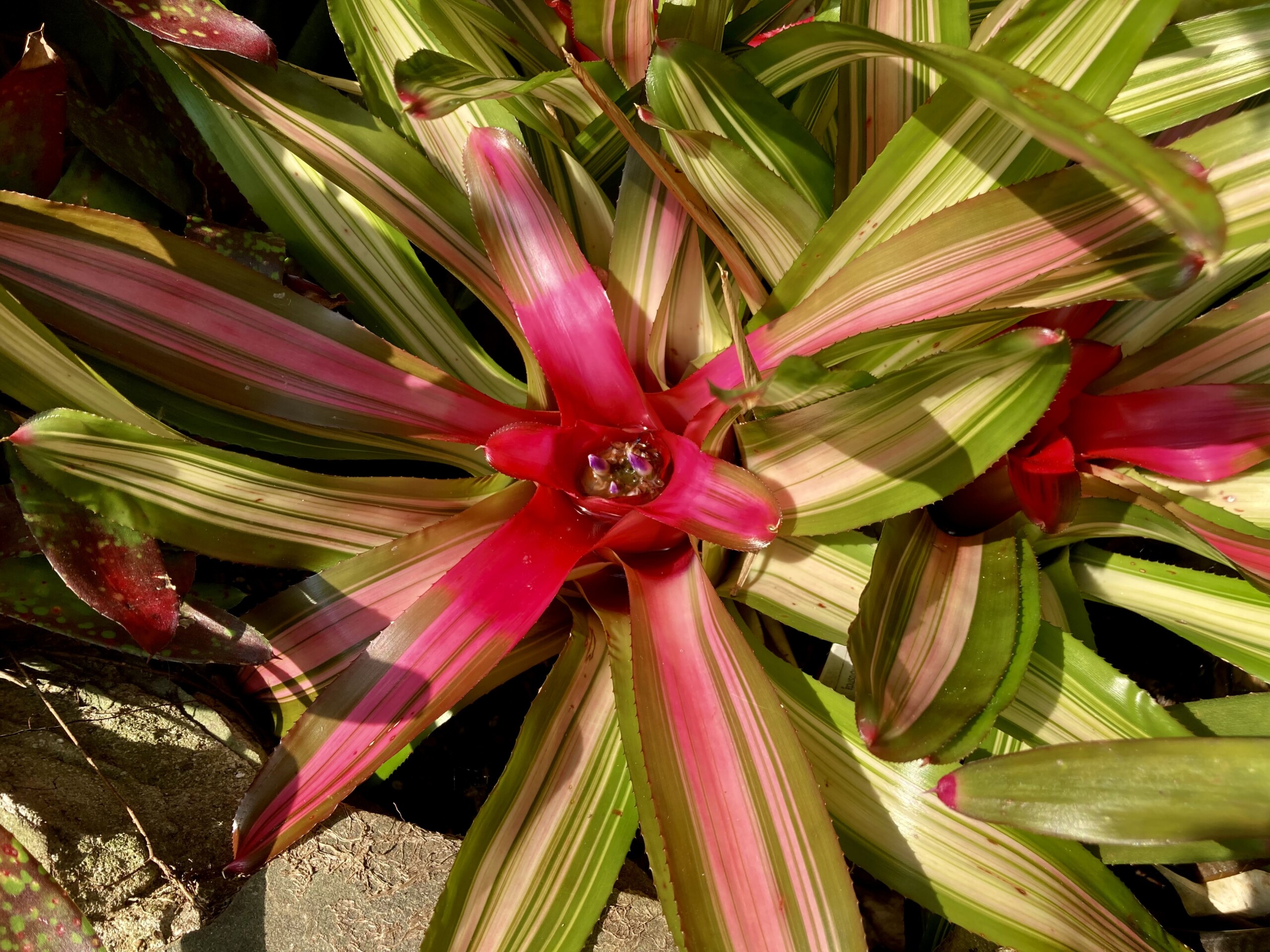 Blushing Bromeliad — Simply Red