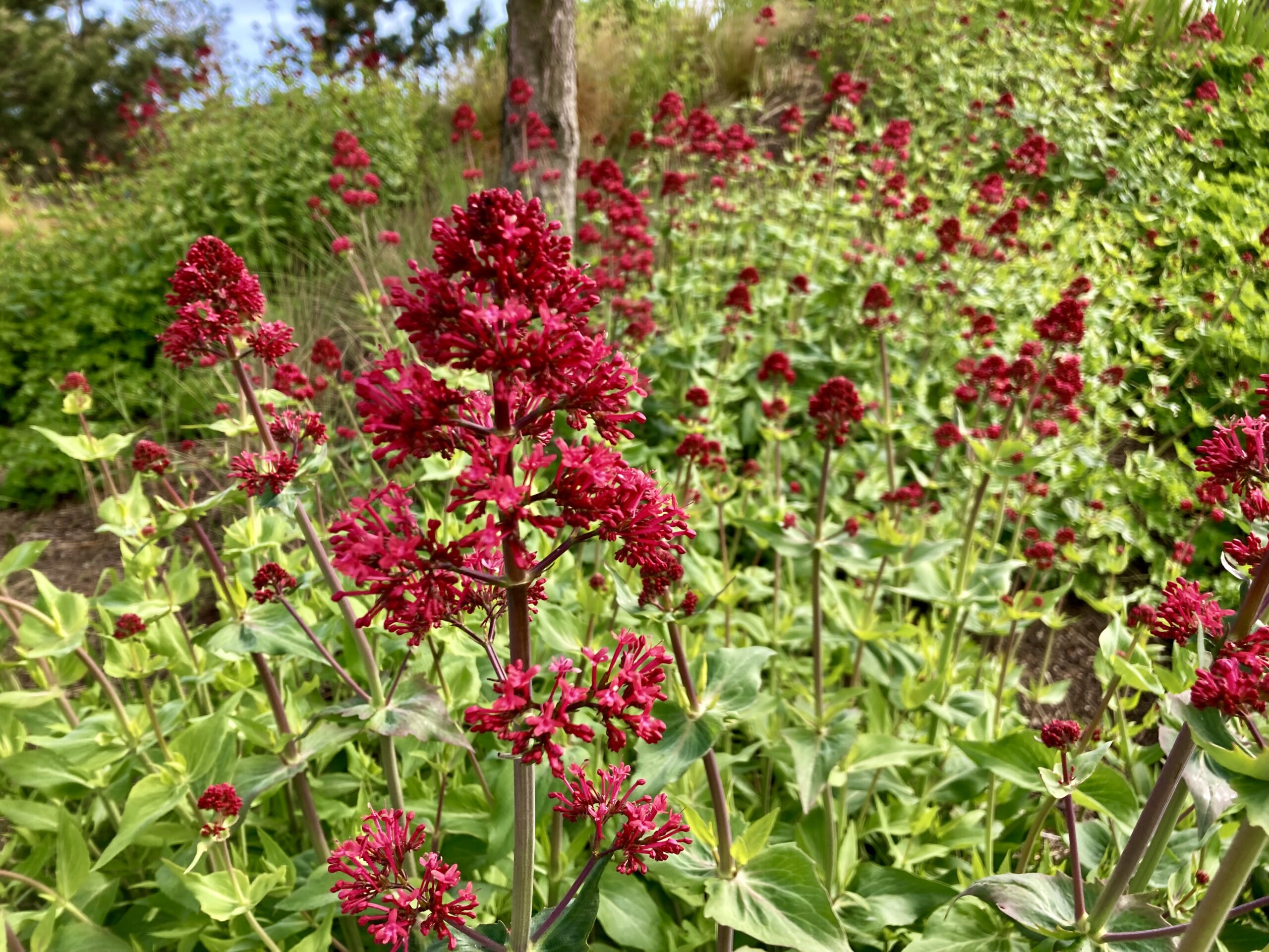 Red Valerian — Simply Red