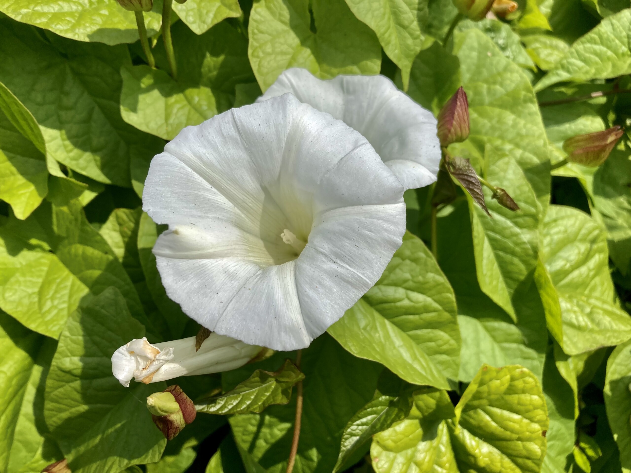 Hedge Bindweed — FOTD Jul 25