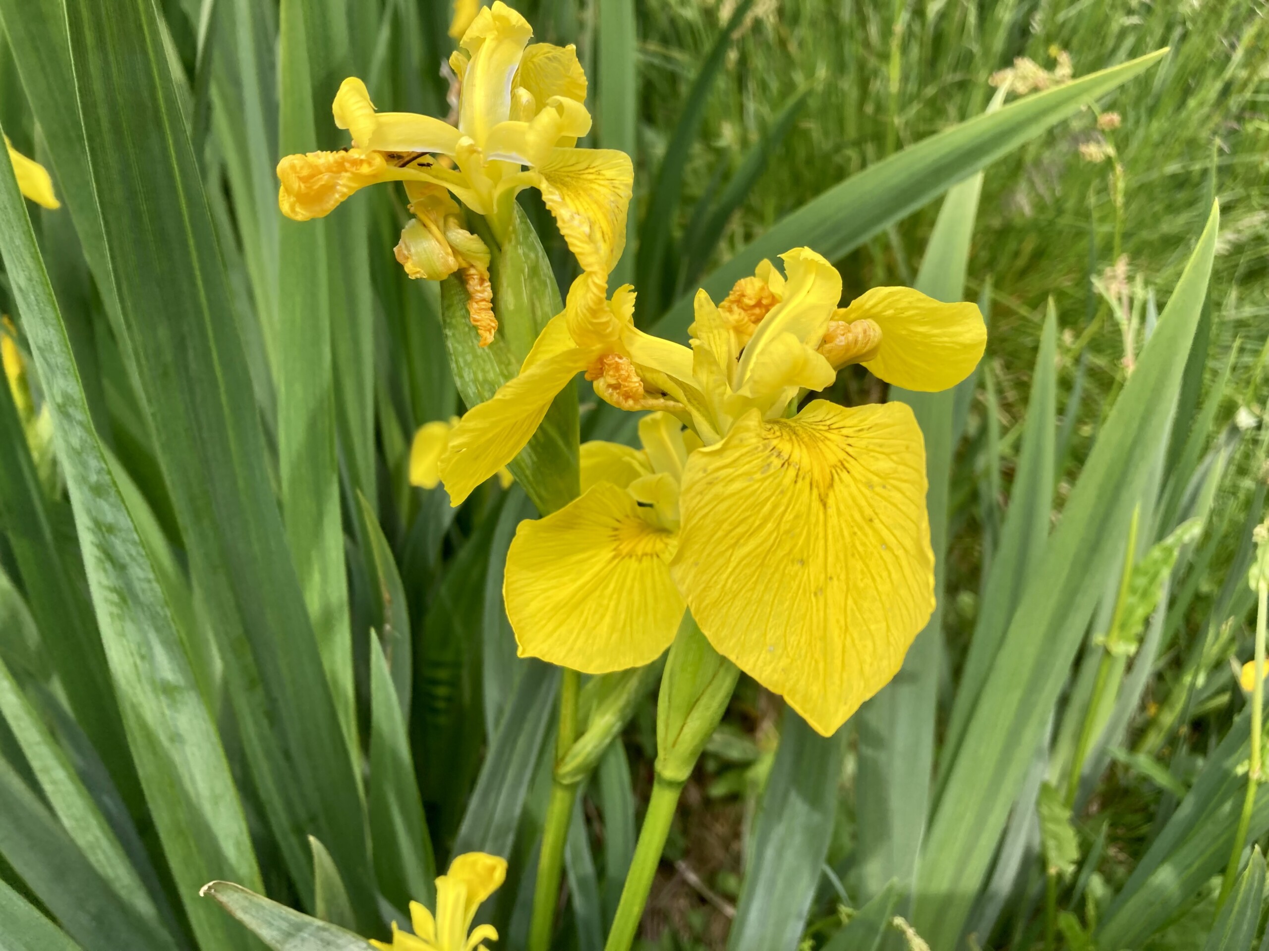 Yellow Flag Iris — FOTD Jul 29