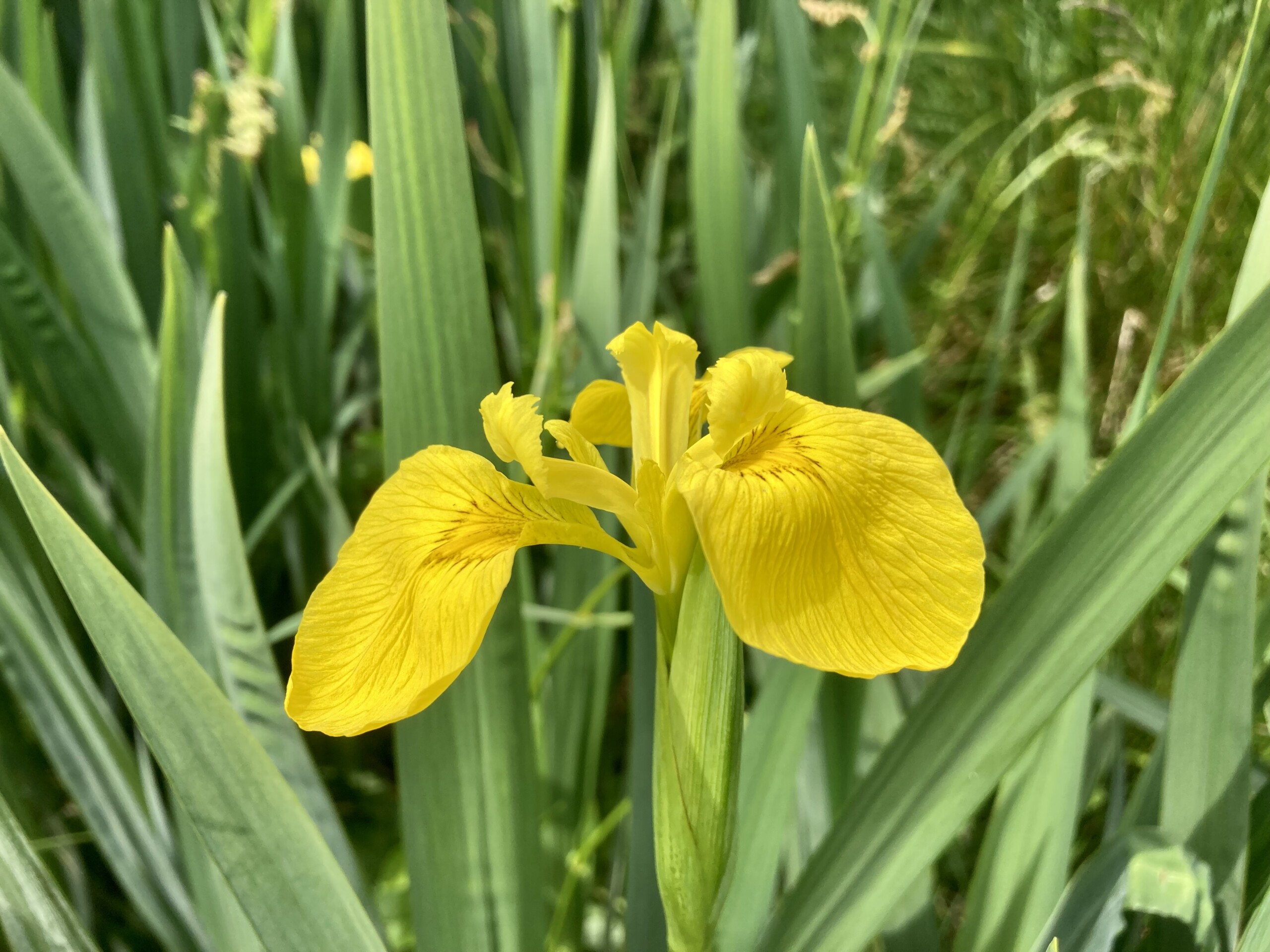 Yellow Flag Iris — FOTD Jul 30