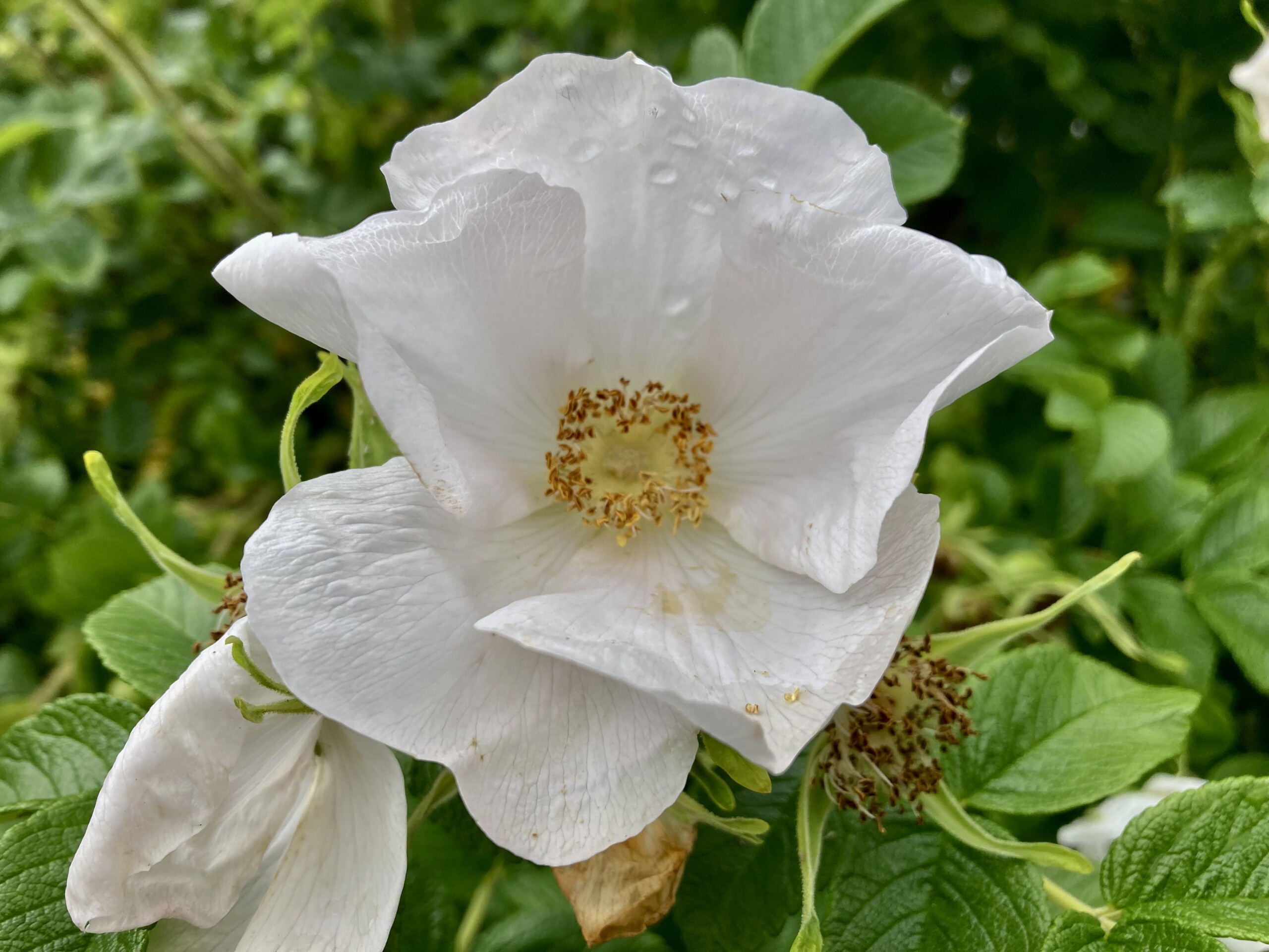 Rugosa Rose — FOTD Aug 01