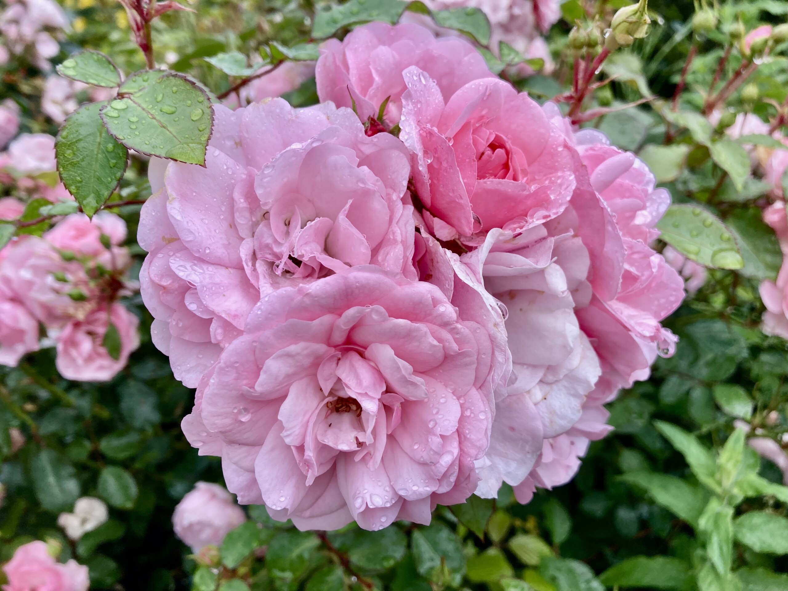 Pink Roses — FOTD Jul 07