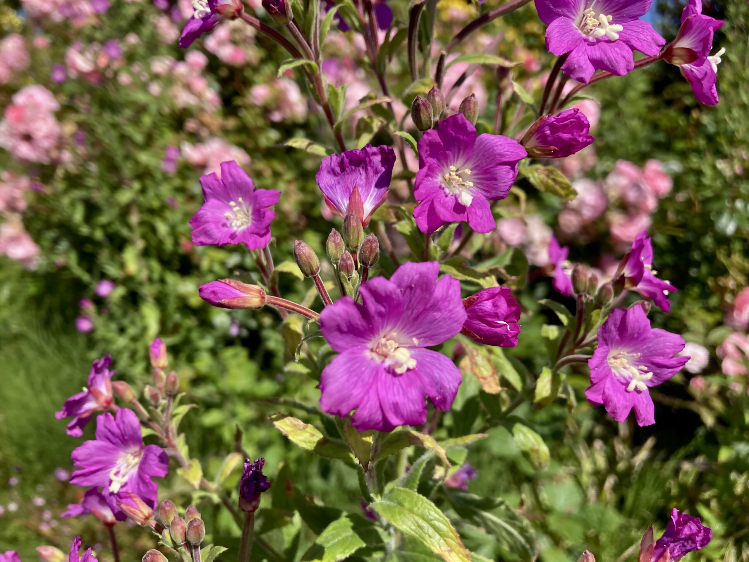 Great Willowherb — FOTD Aug 02