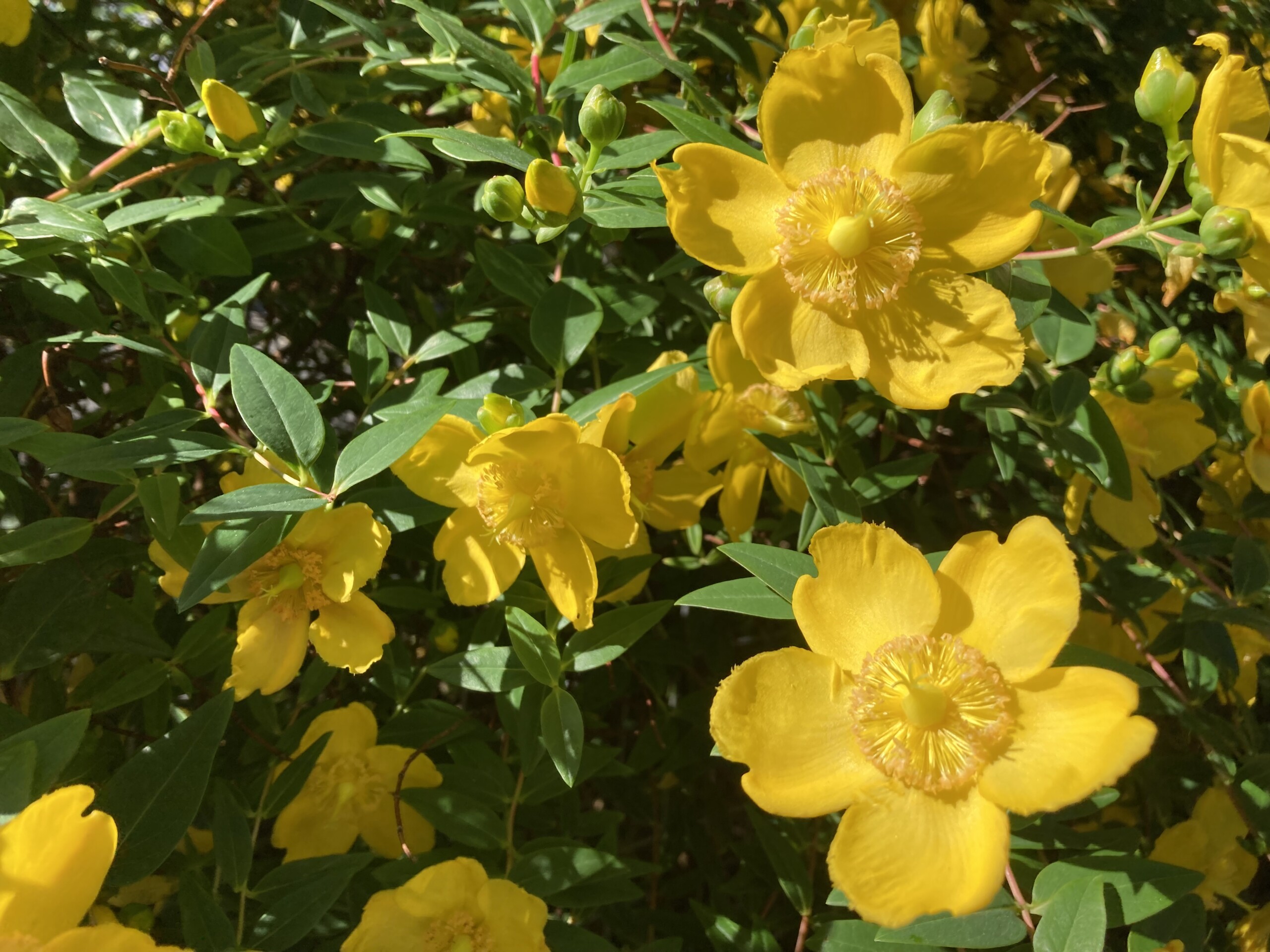 St John’s Wort — FOTD Aug 03
