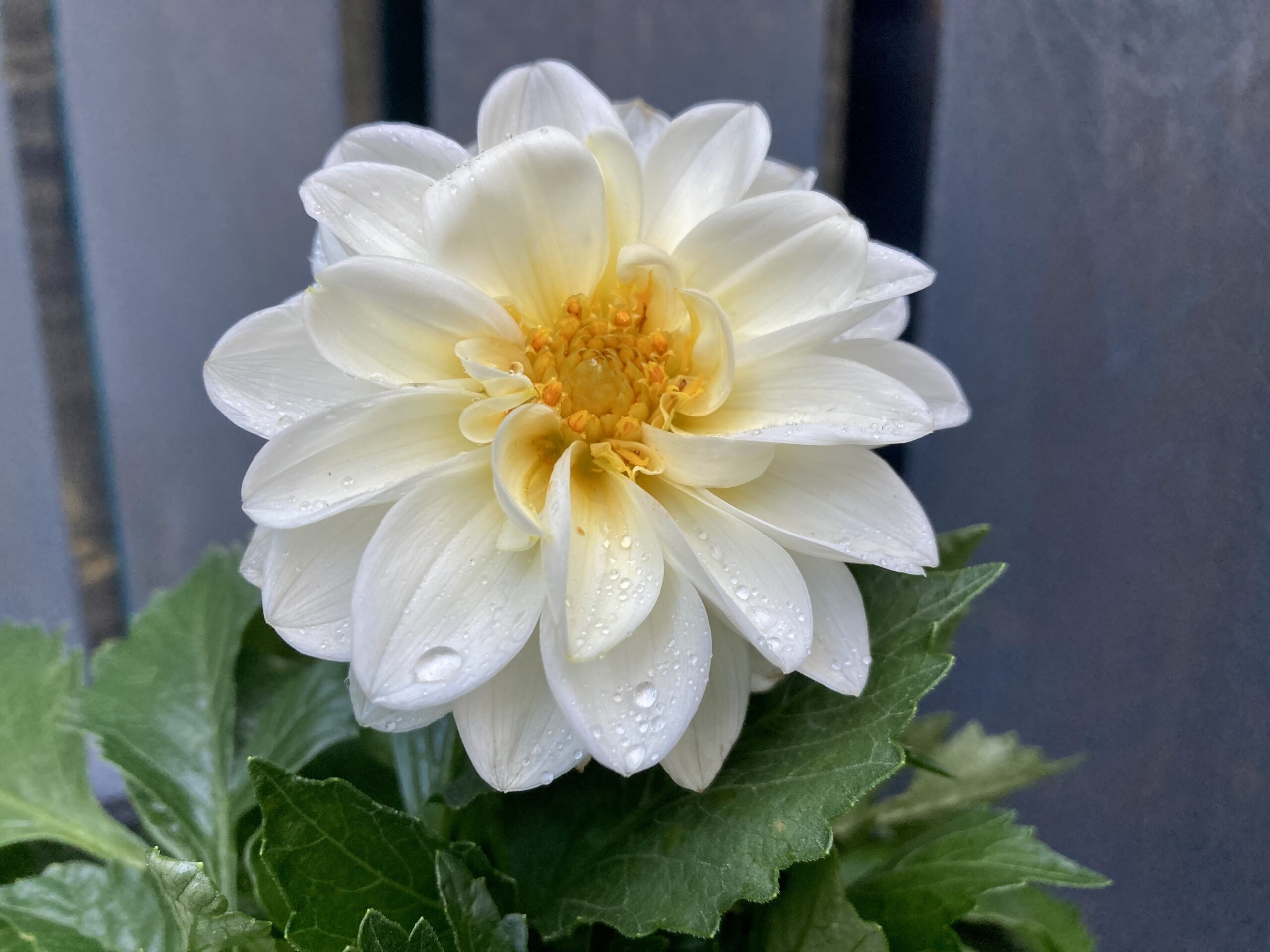 Dahlia — FOTD Aug 05