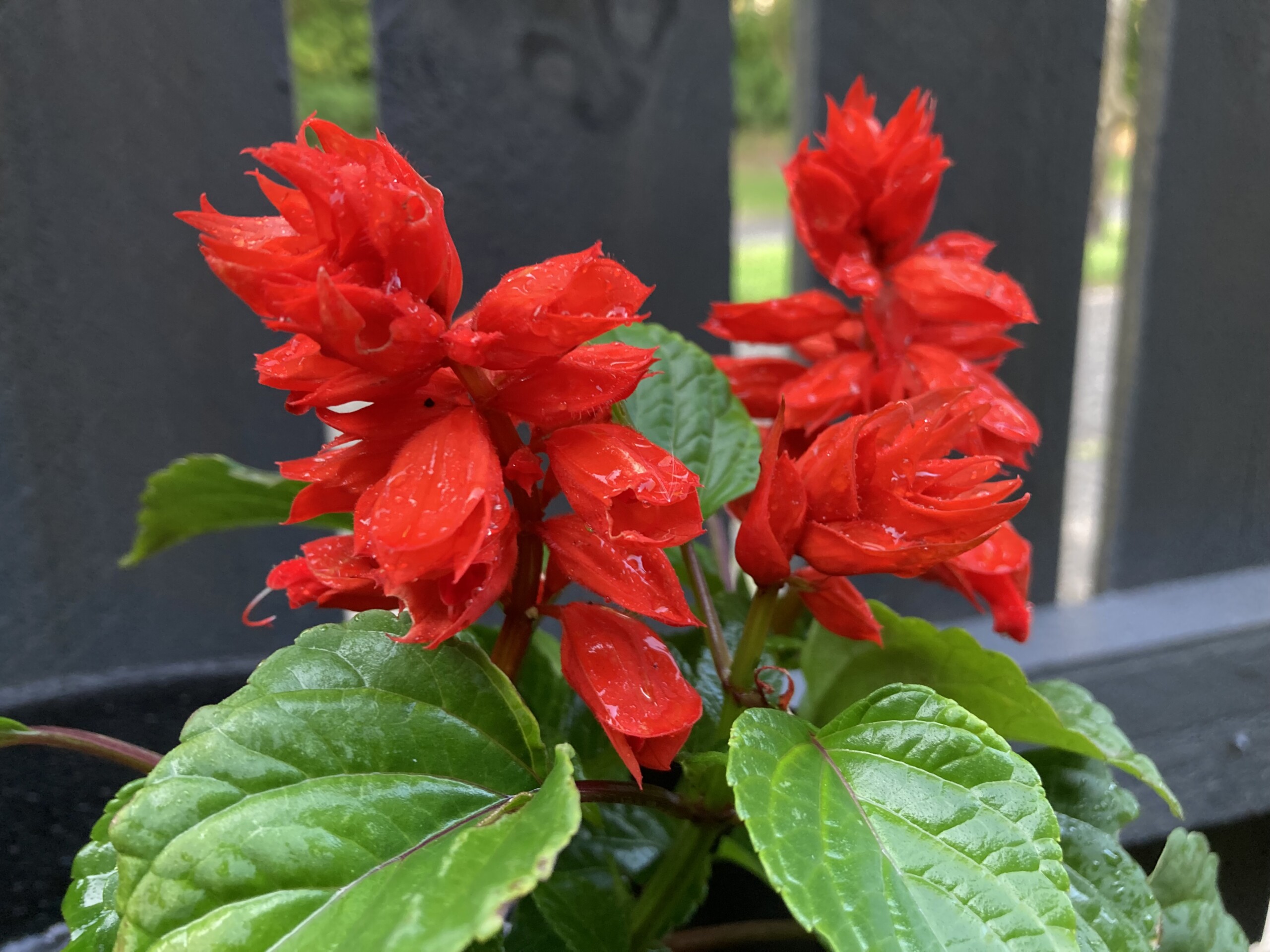 Scarlet Sage — FOTD Aug 08