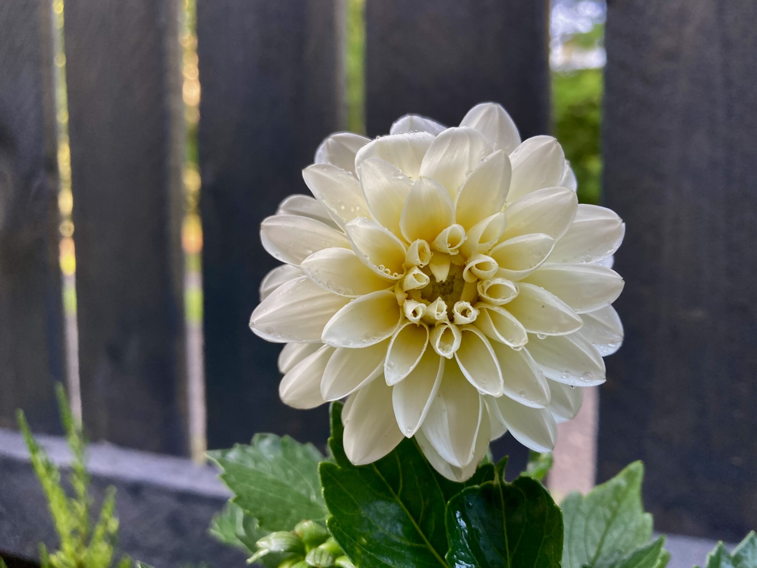 Dahlia — FOTD Aug 09