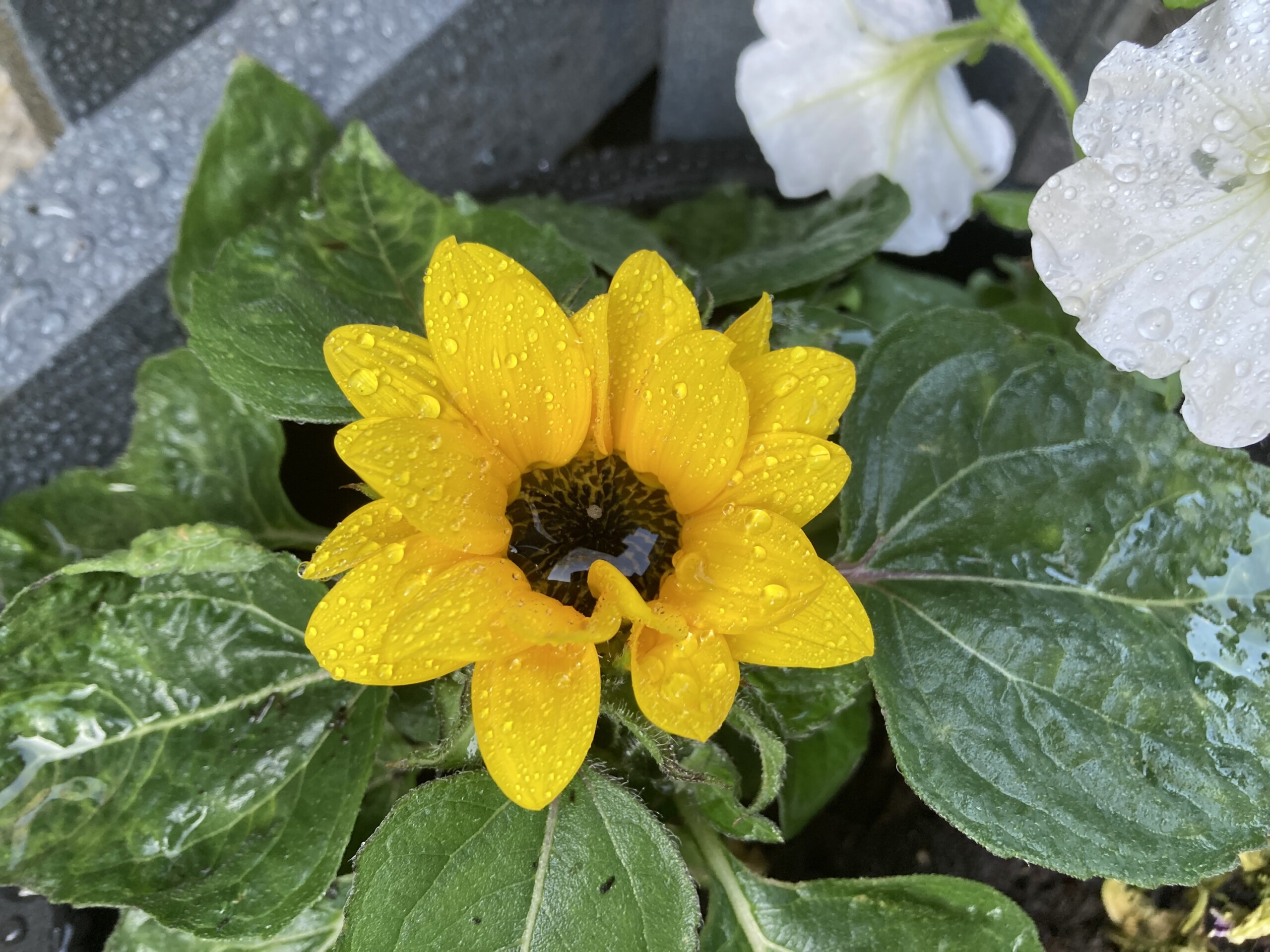 Sunflower — FOTD Aug 12