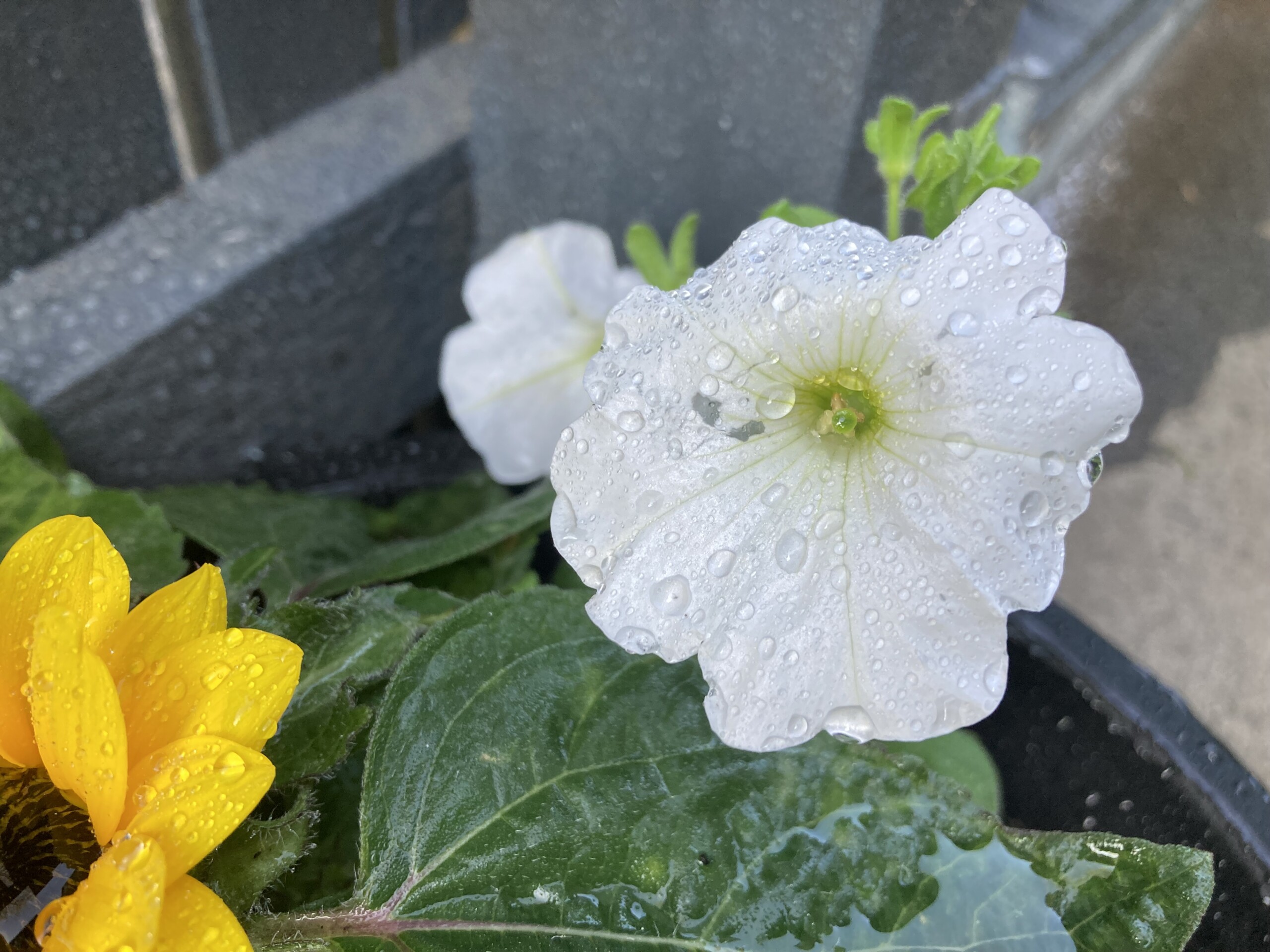 Petunia — FOTD Aug 10