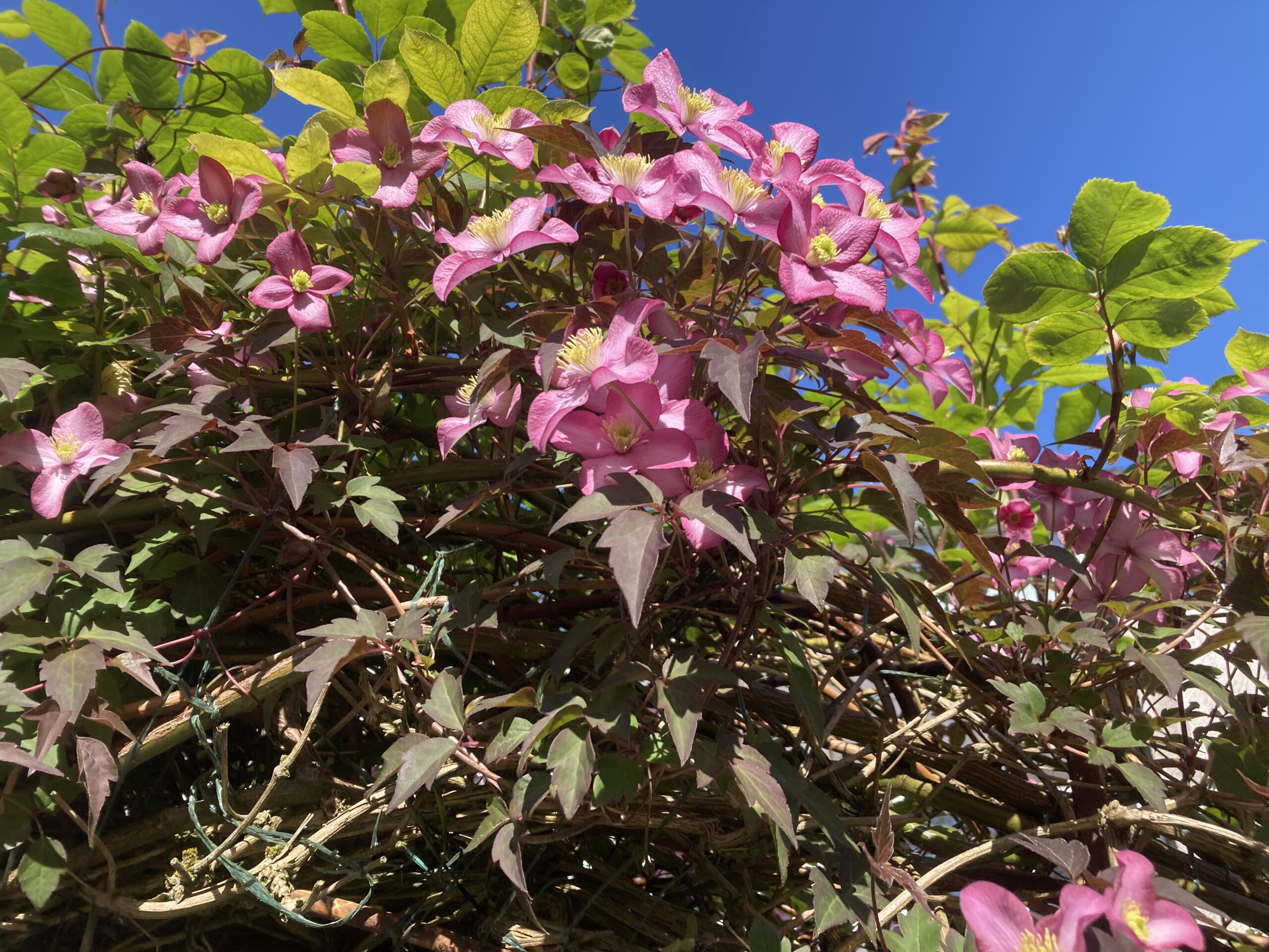 Clematis — FOTD Aug 23