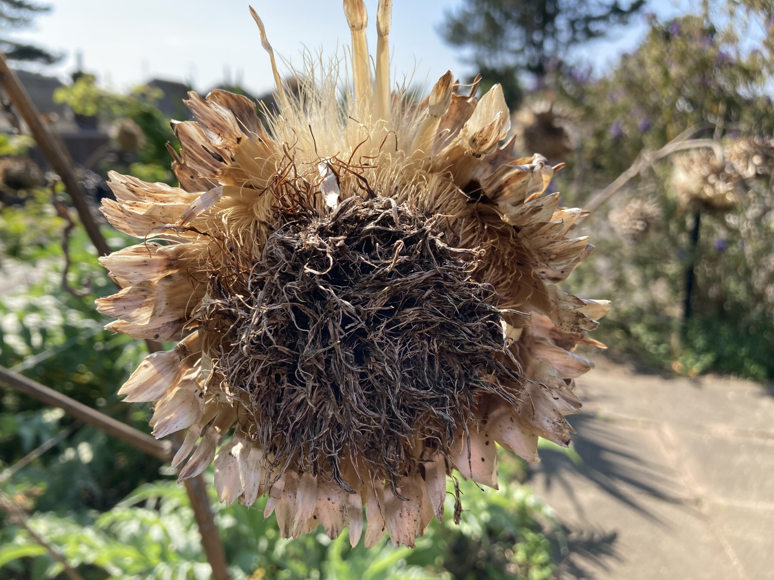 Giant Scabiosa — Macro Monday Sep 01