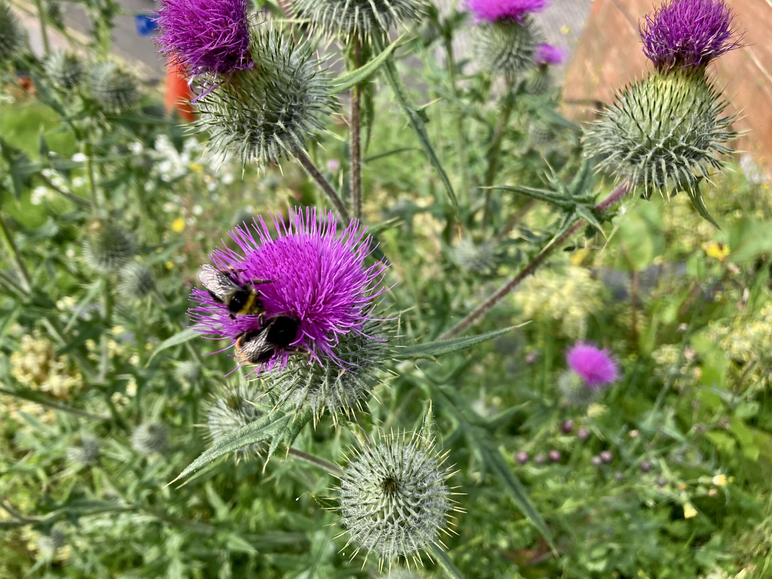 Thistle & bees