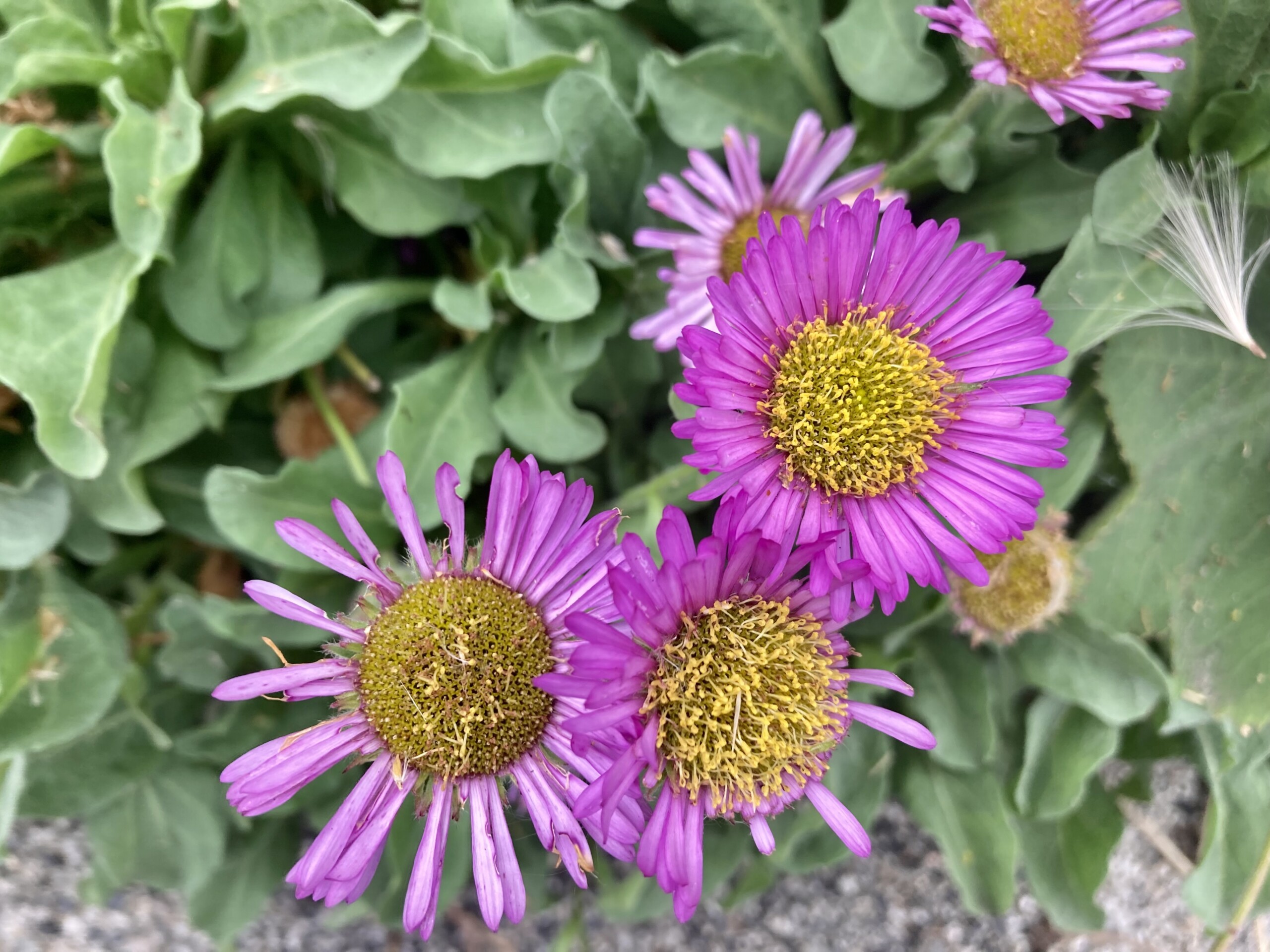 Seaside Daisy — FOTD Sep 03