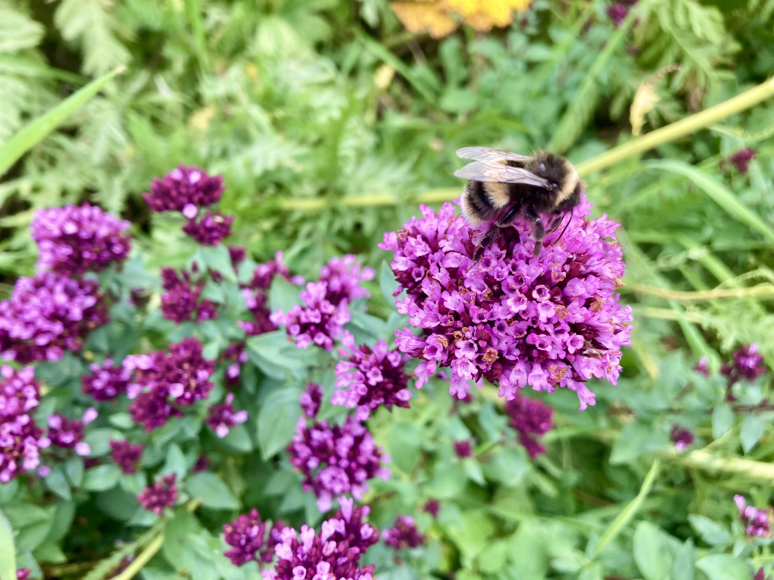 Wild Marjoram & Bee — FOTD Sep 04