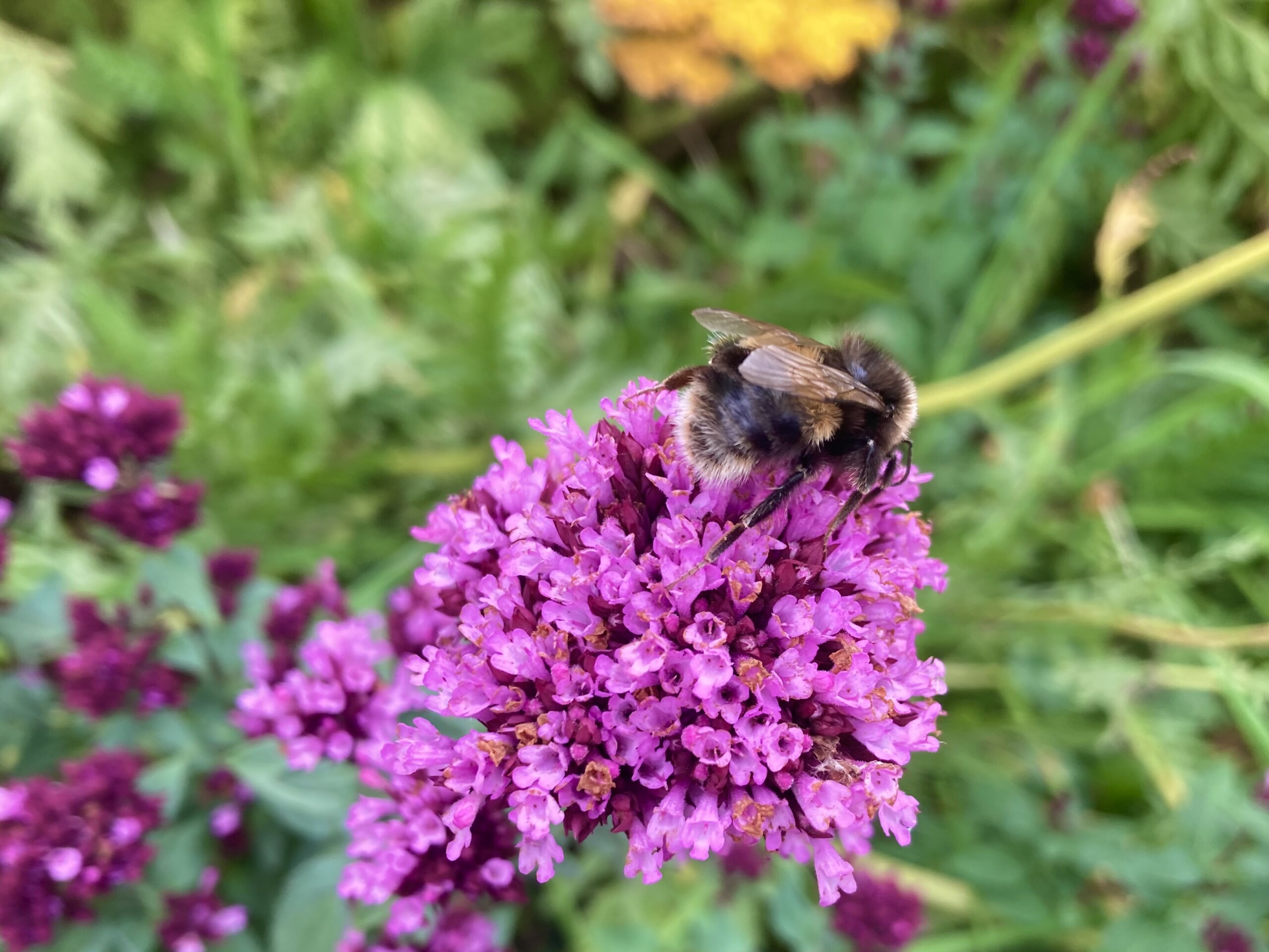 Bee — Macro Monday Aug 25