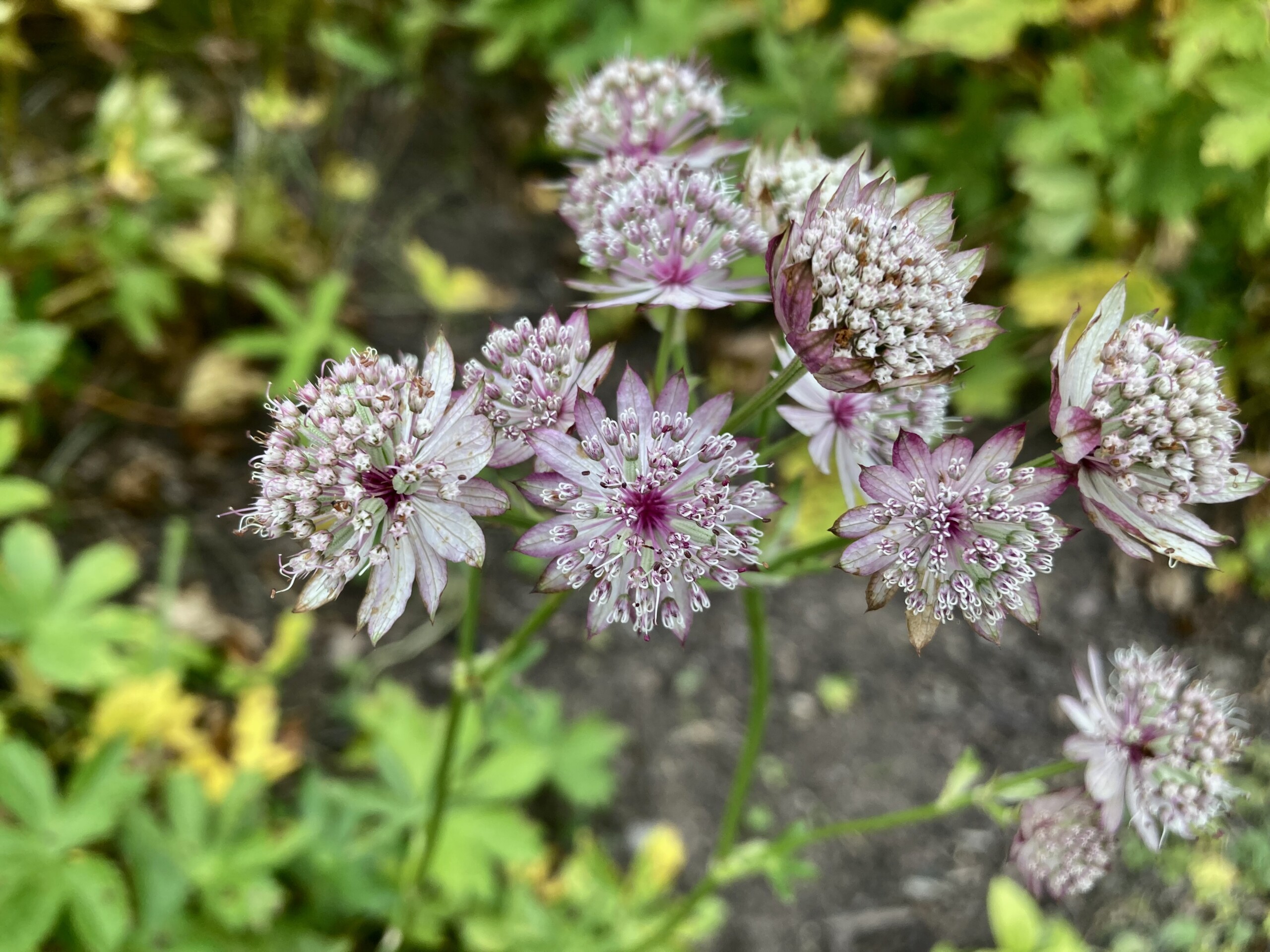 Great Masterwort — FOTD Sep 05