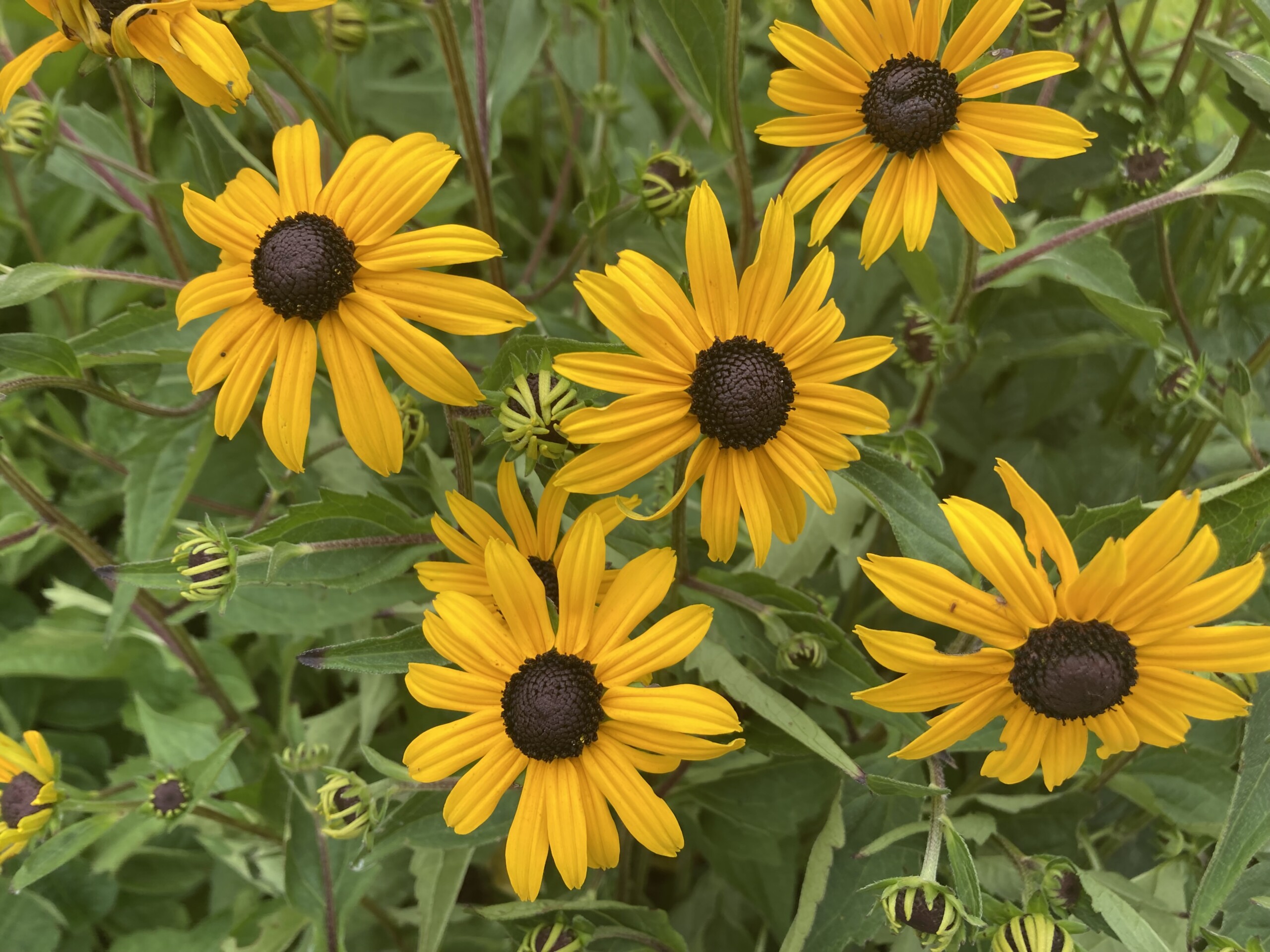 Coneflower — FOTD Sep 06