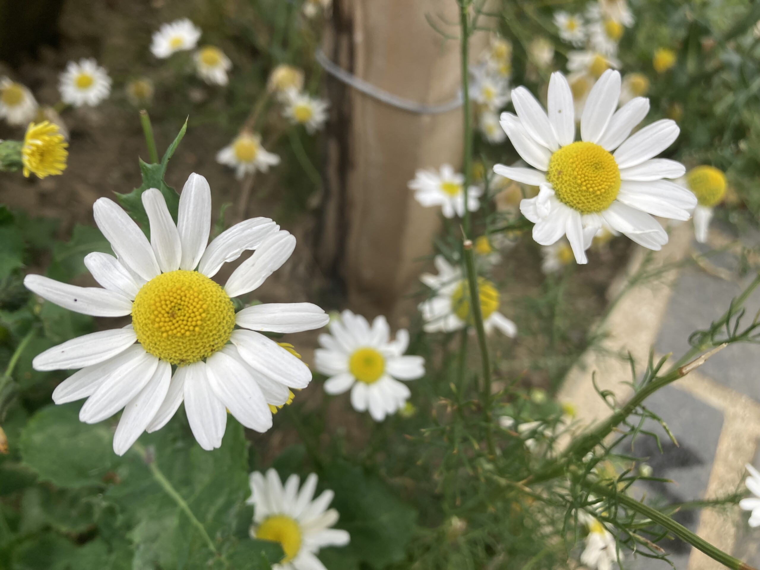 Ox-Eye Daisy — FOTD Sep 09