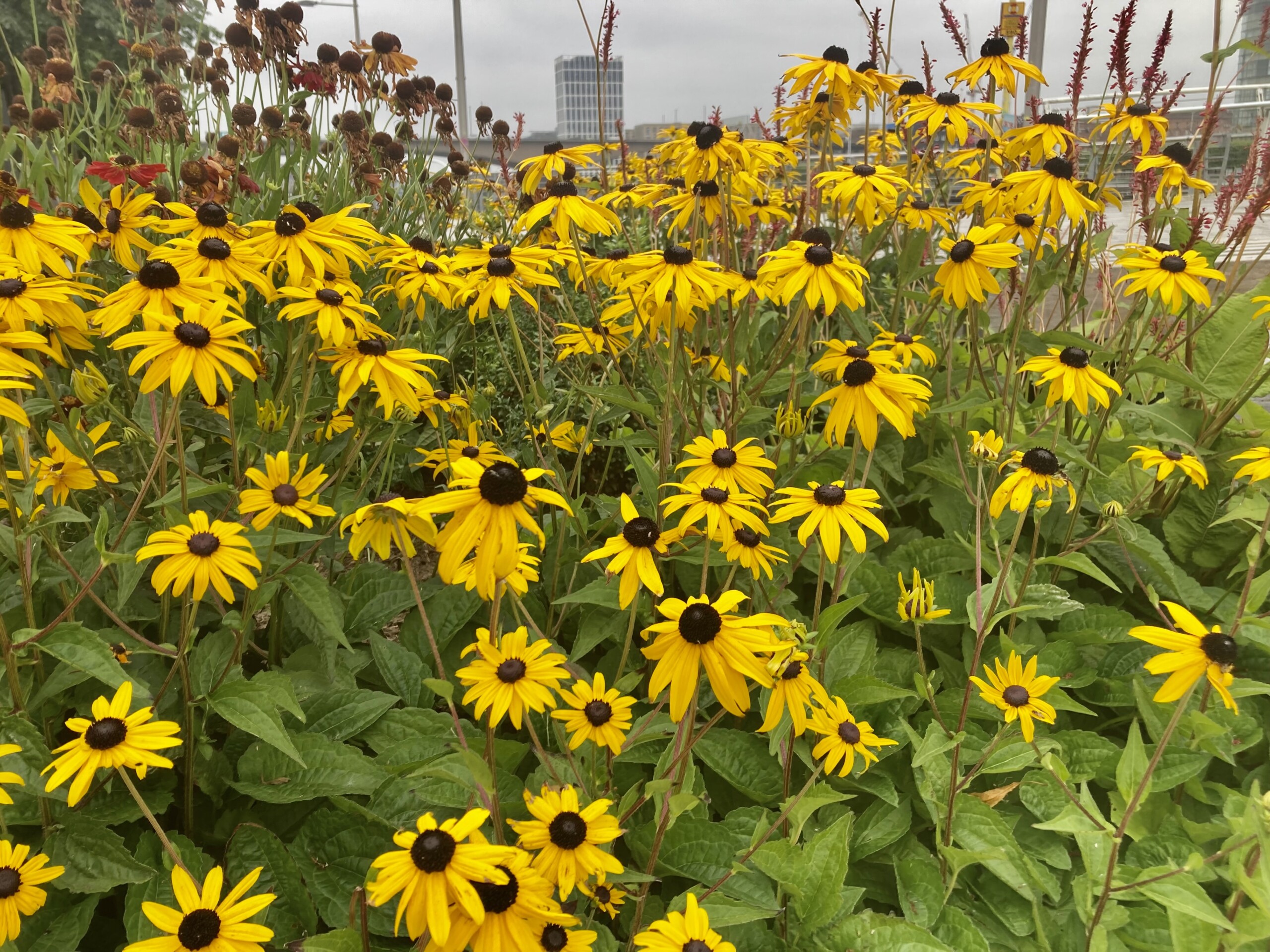 Coneflower — FOTD Sep 10