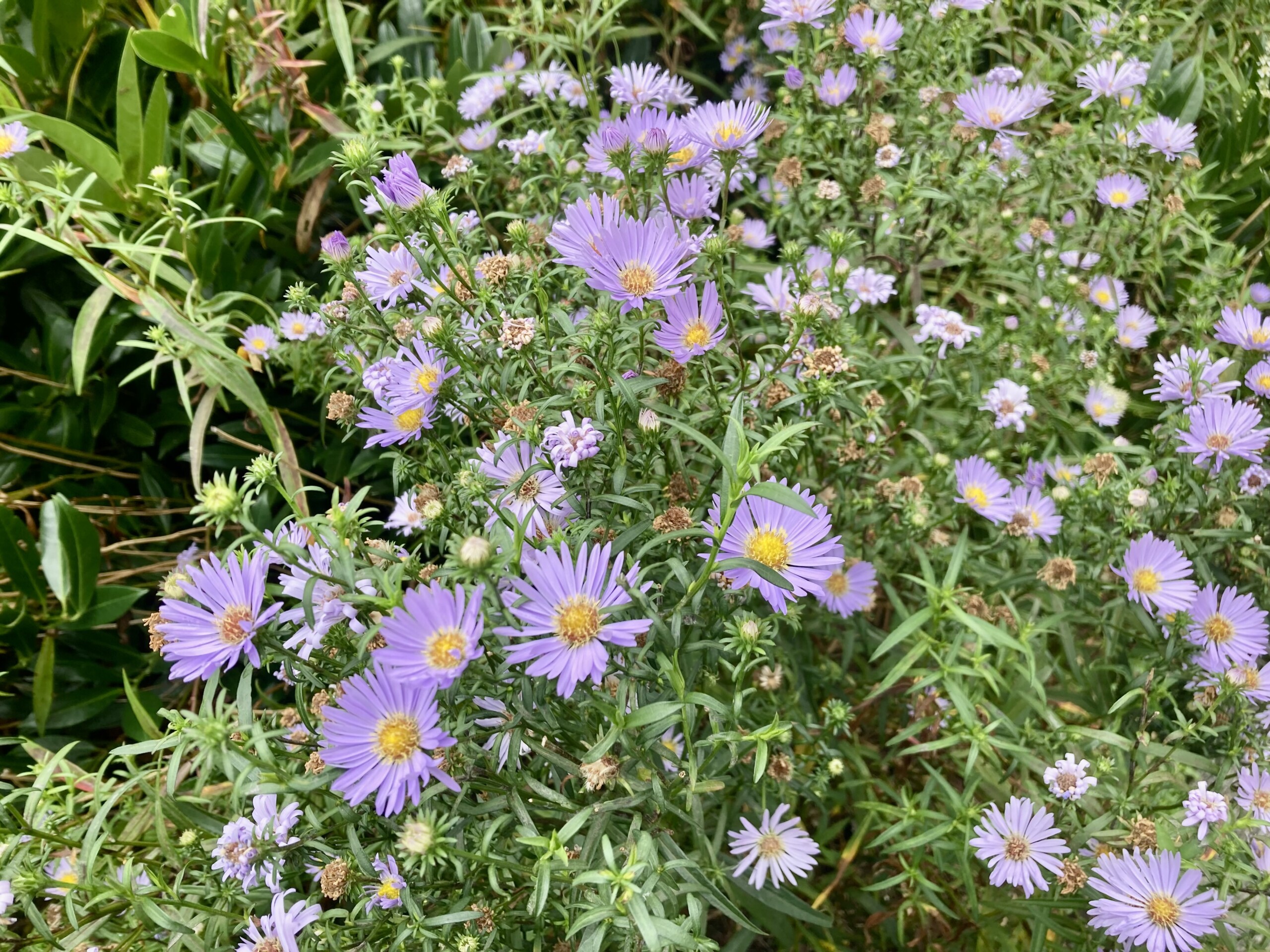 Symphyotrichum — FOTD Sep 11