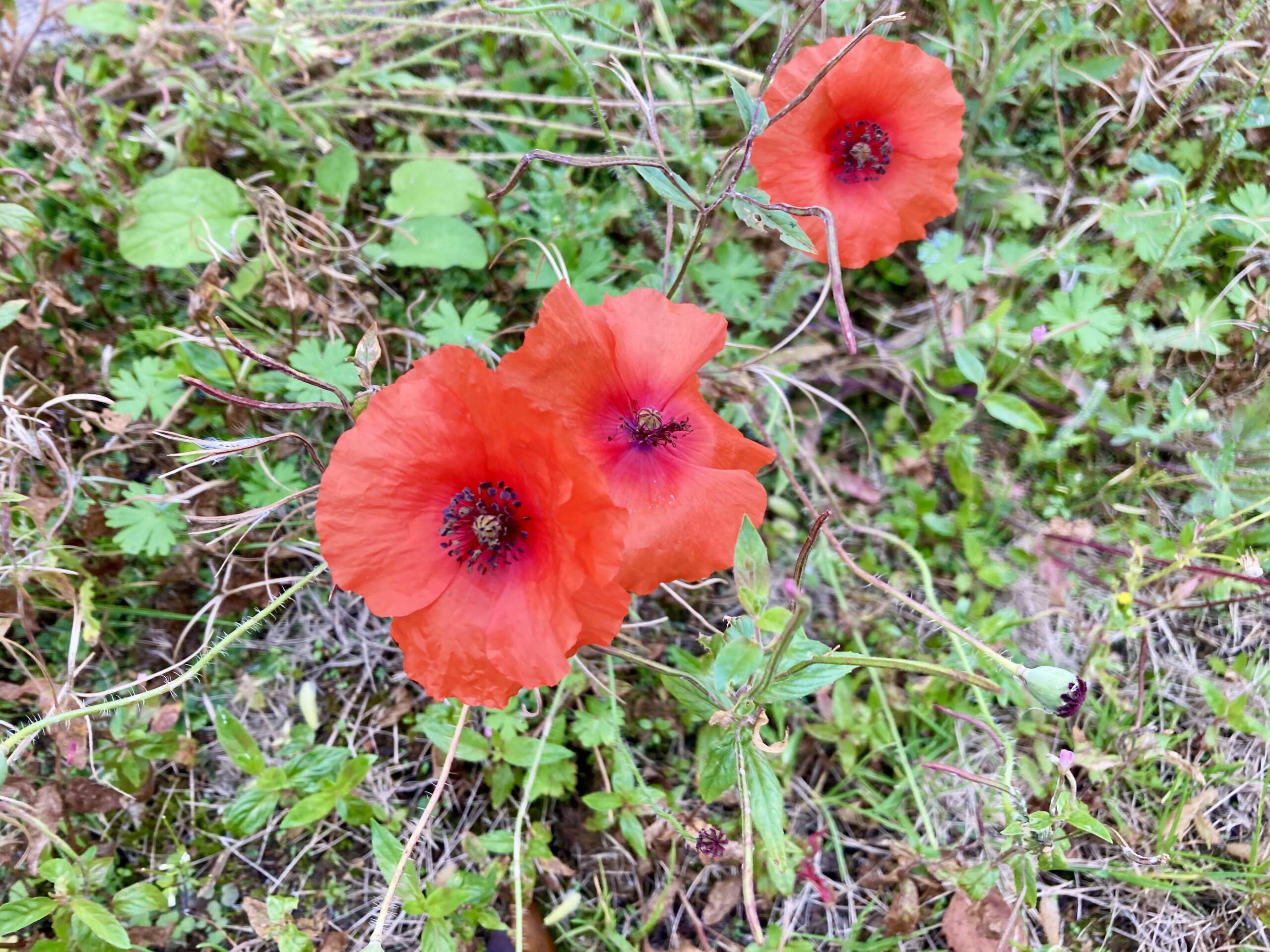 Poppies — FOTD Sep 12