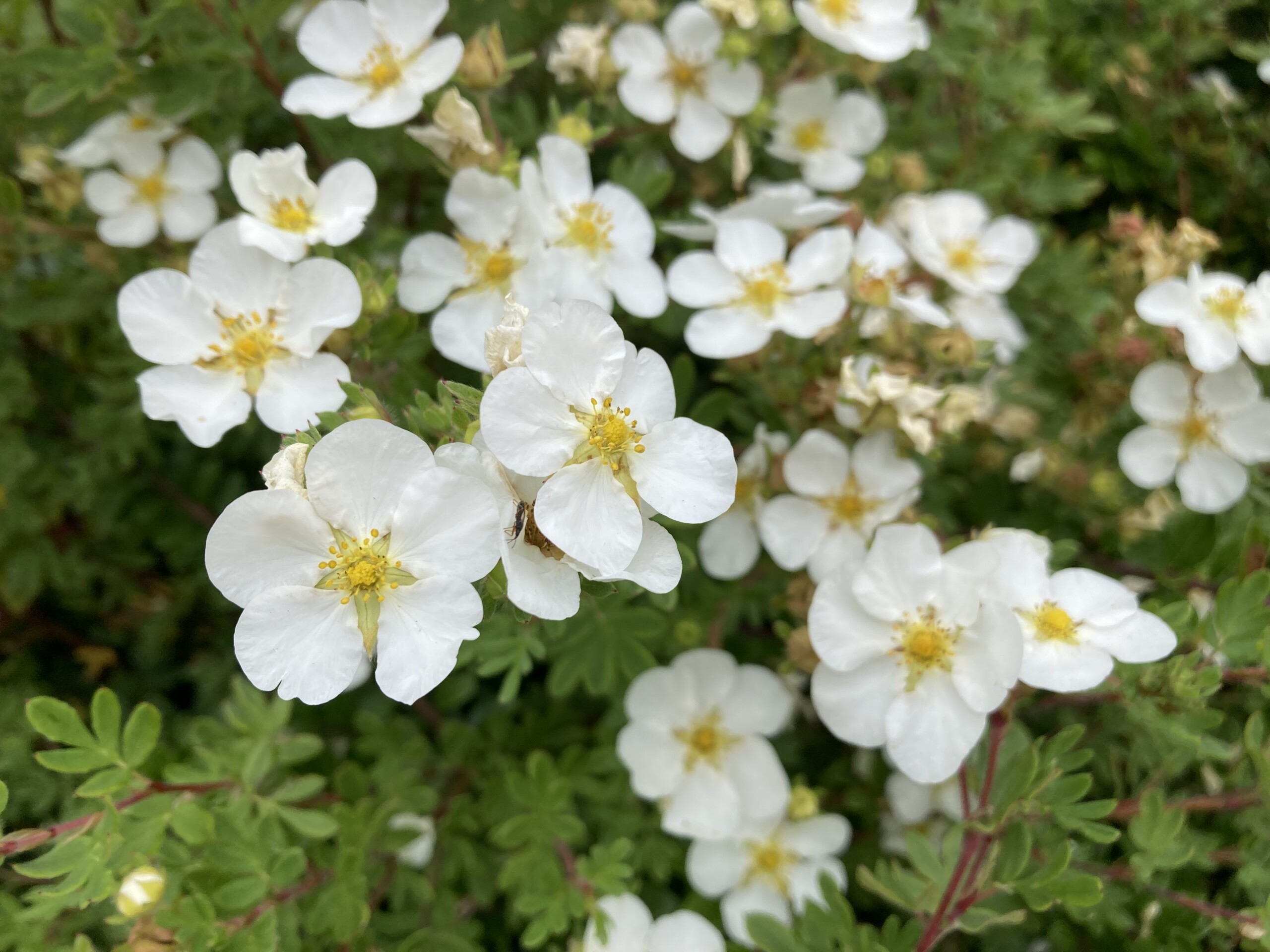Shrubby Cinquefoil — FOTD Sep 13