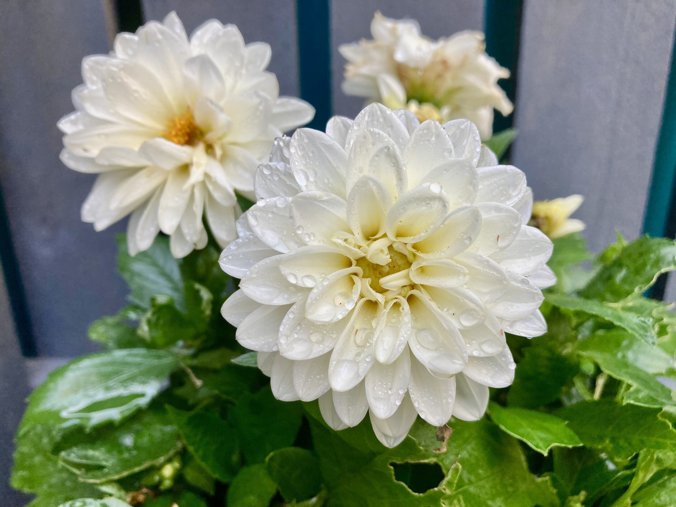 Dahlia — FOTD Sep 15