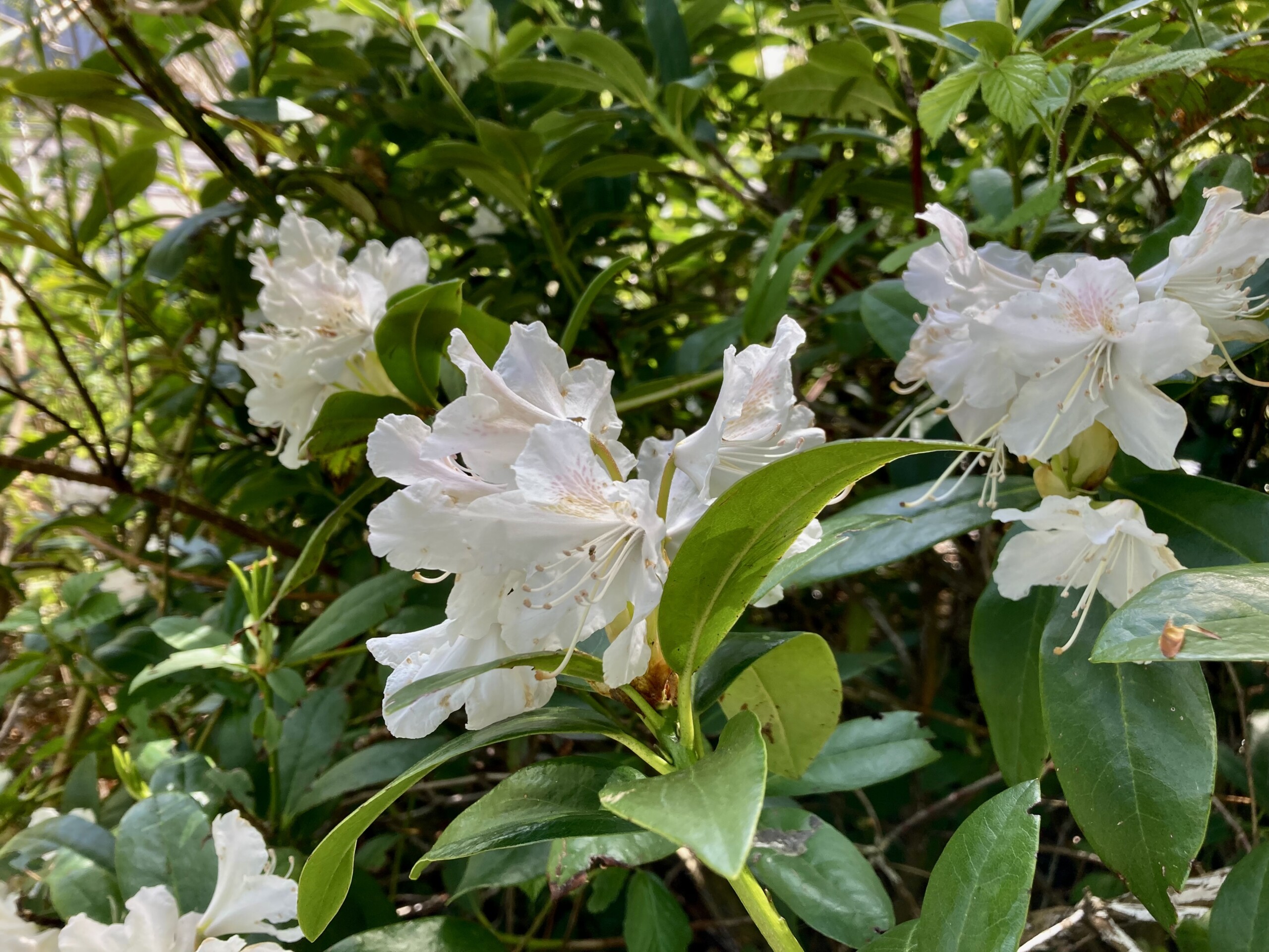 Rhodies — FOTD Sep 20
