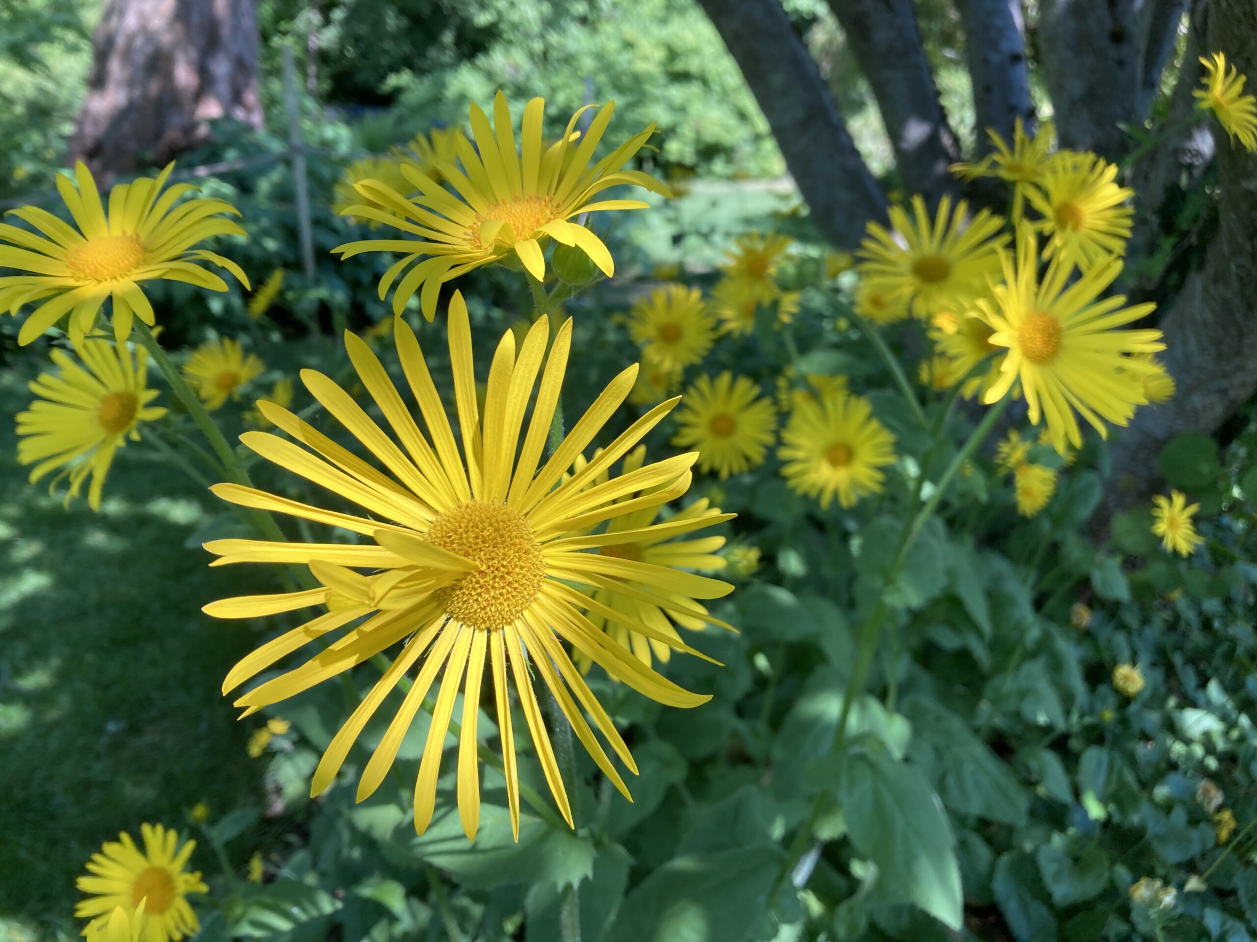 Leopards Bane — FOTD Sep 26