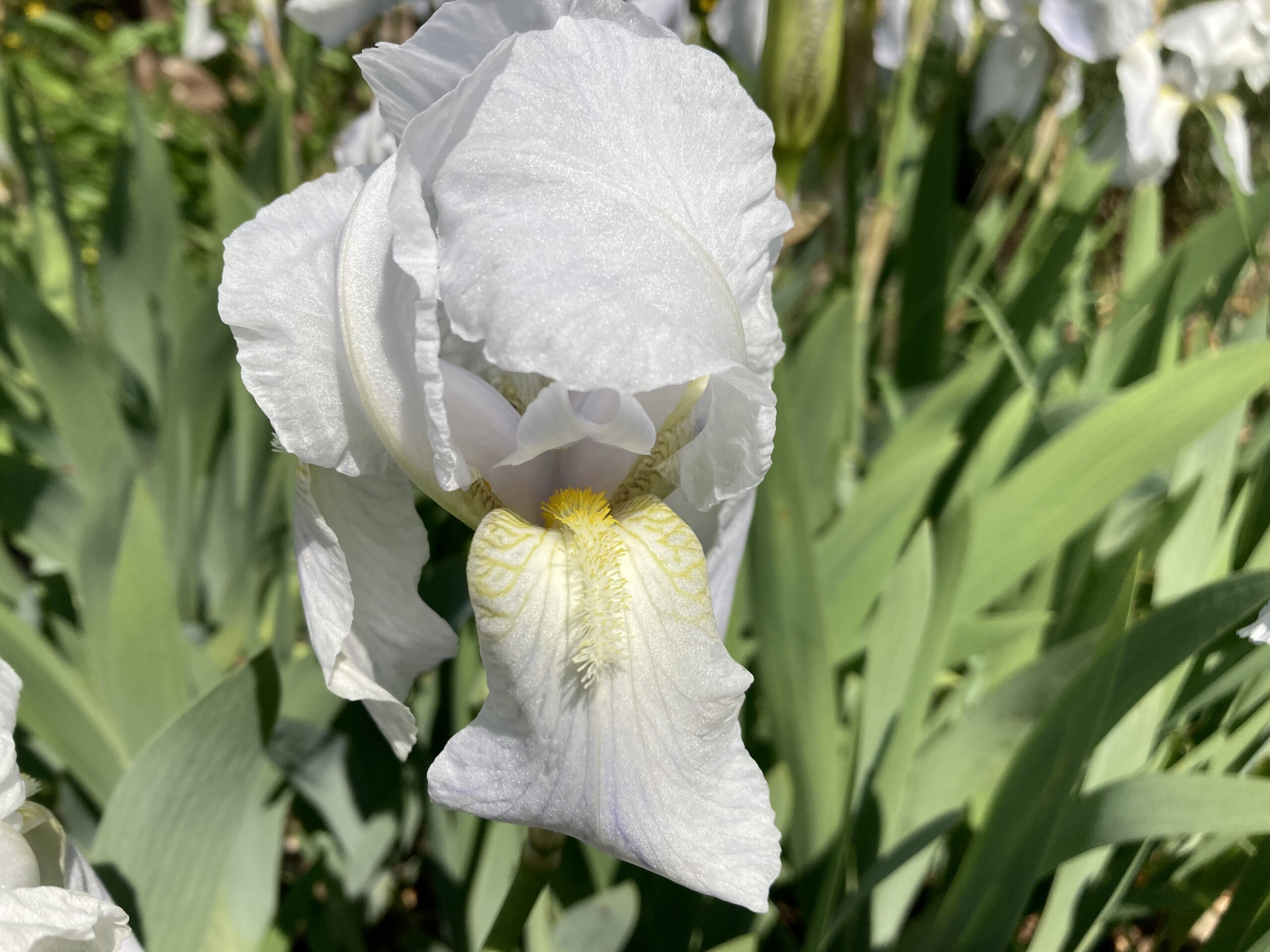 Iris — FOTD Sep 27