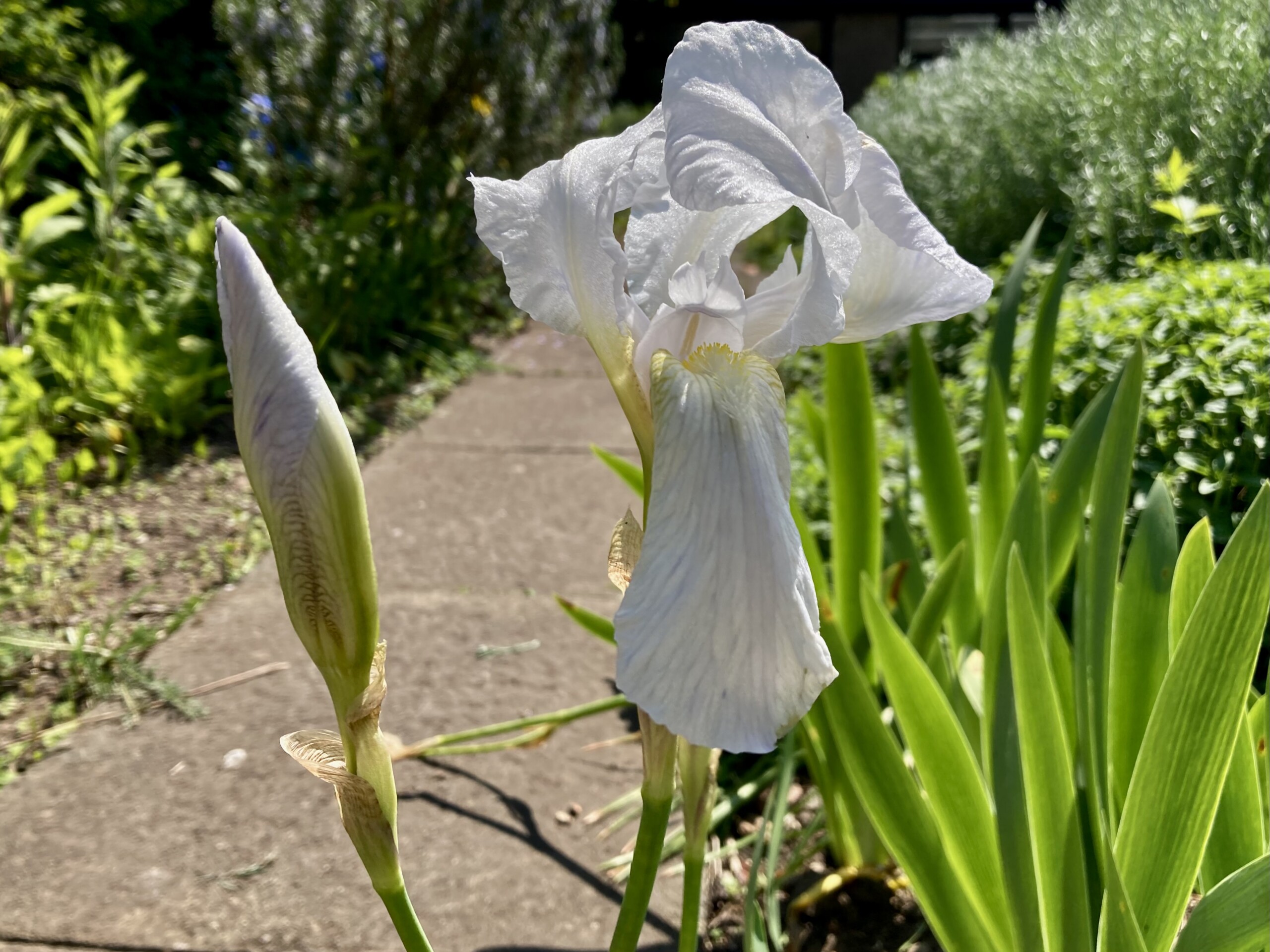 Iris — FOTD Sep 28